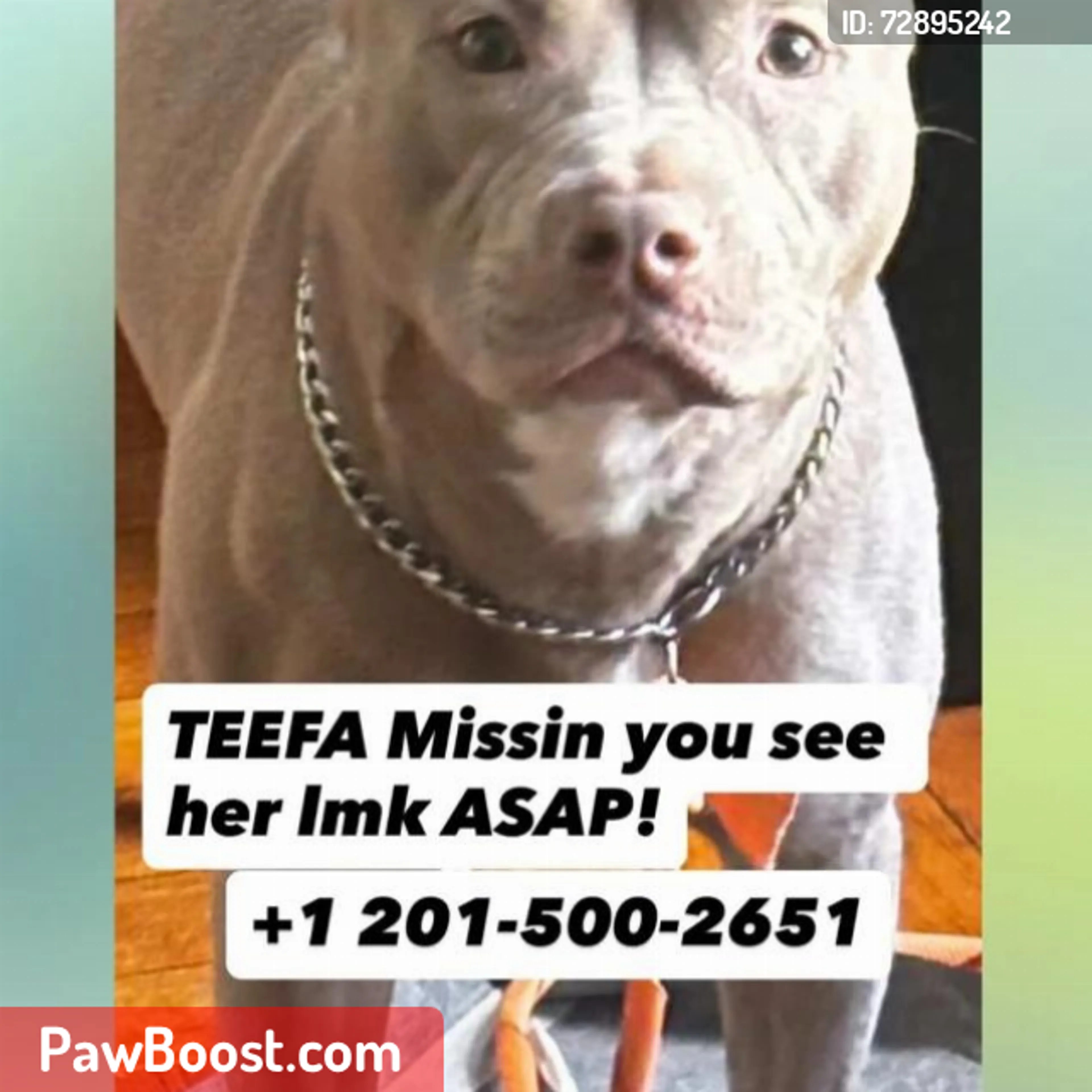 Lost pet