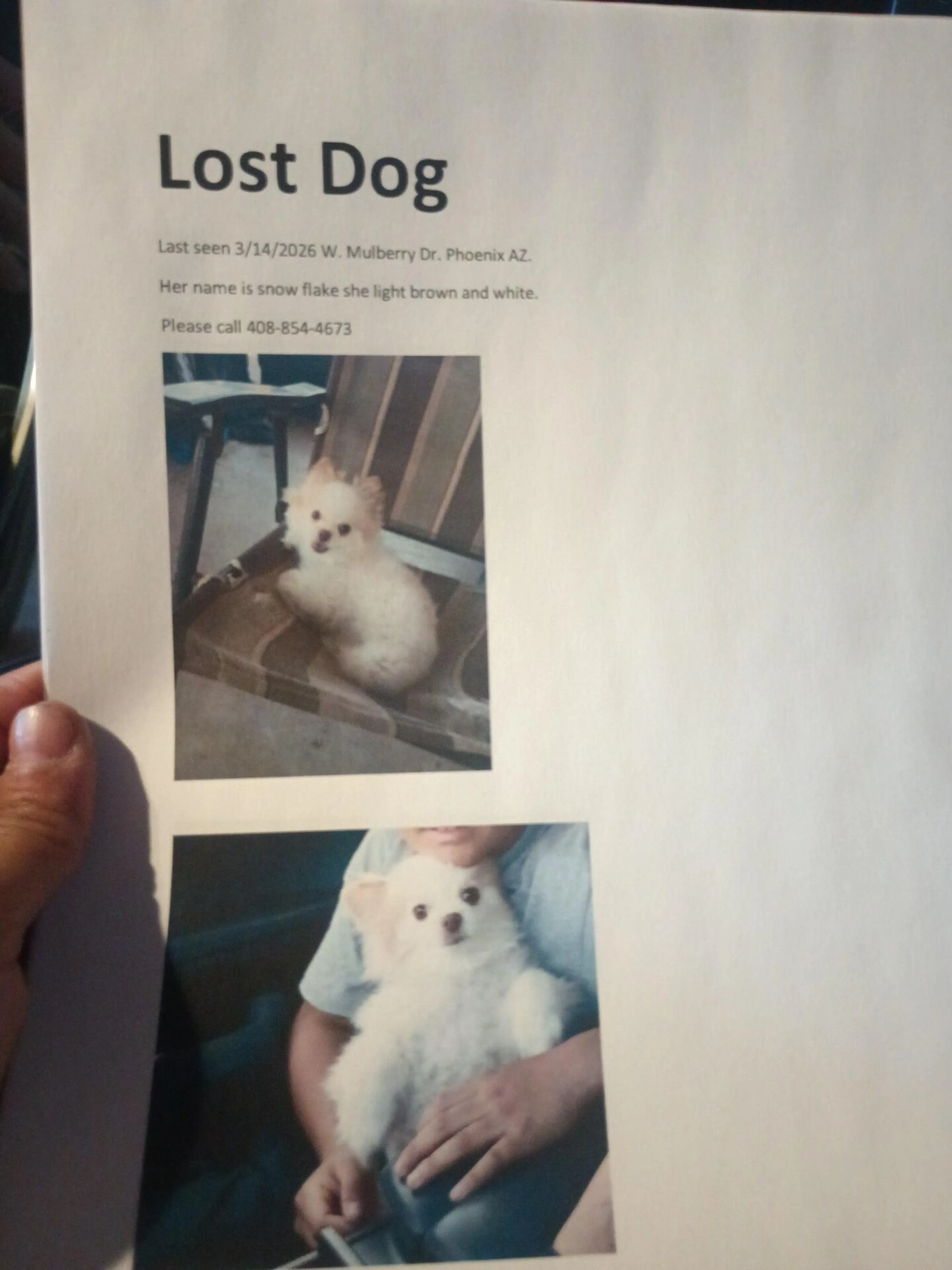 Lost pet