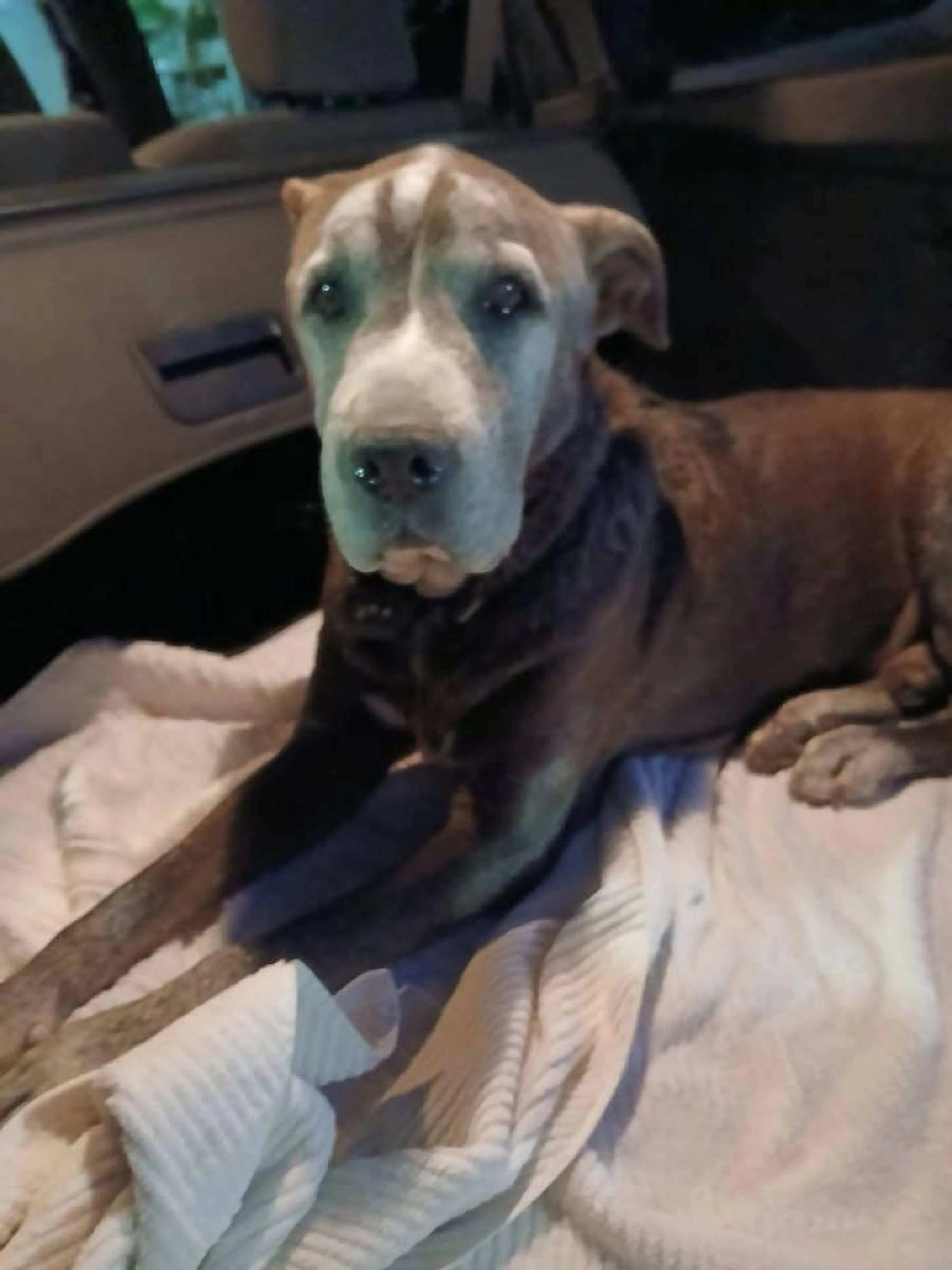 Found pet
