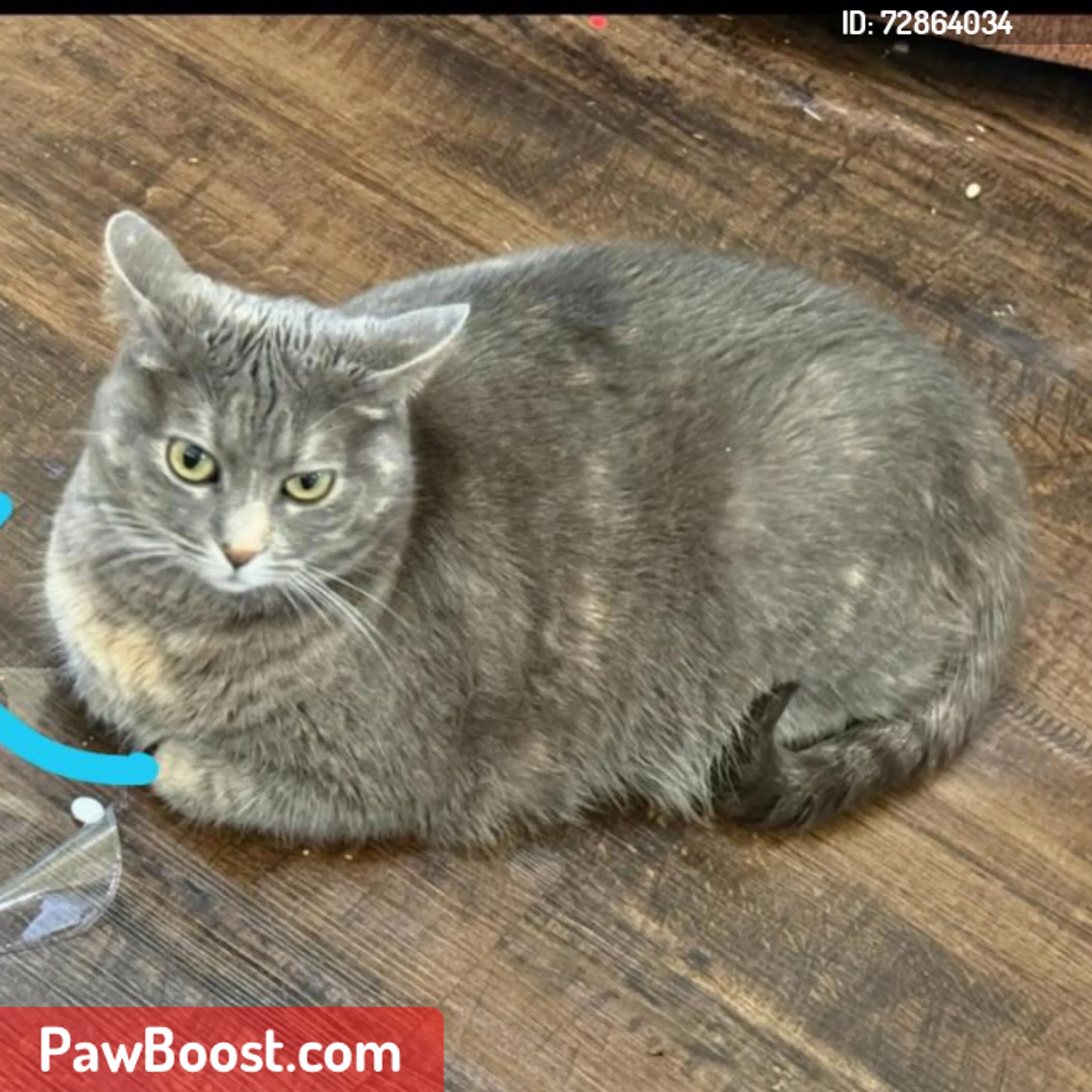 Lost pet
