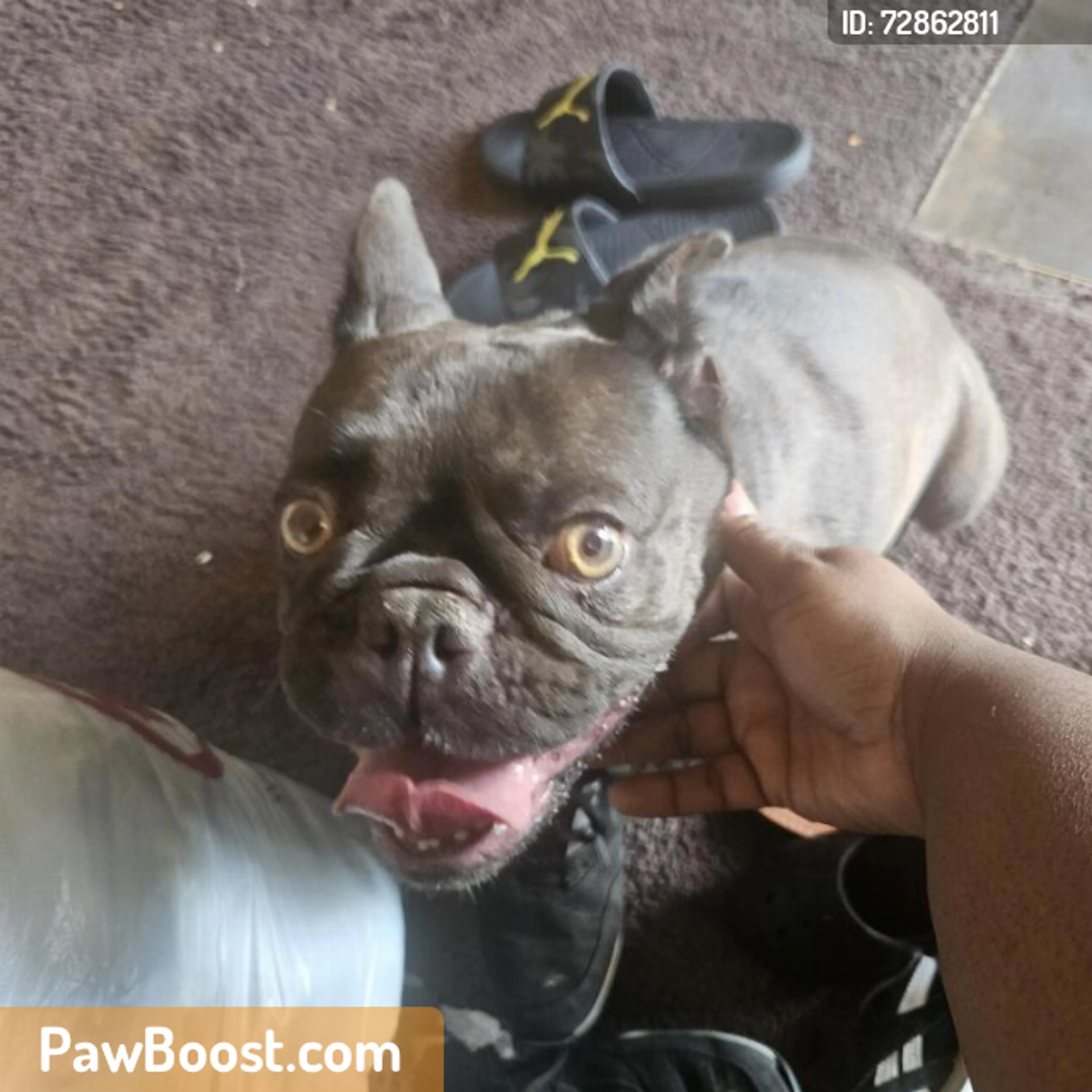 Found pet