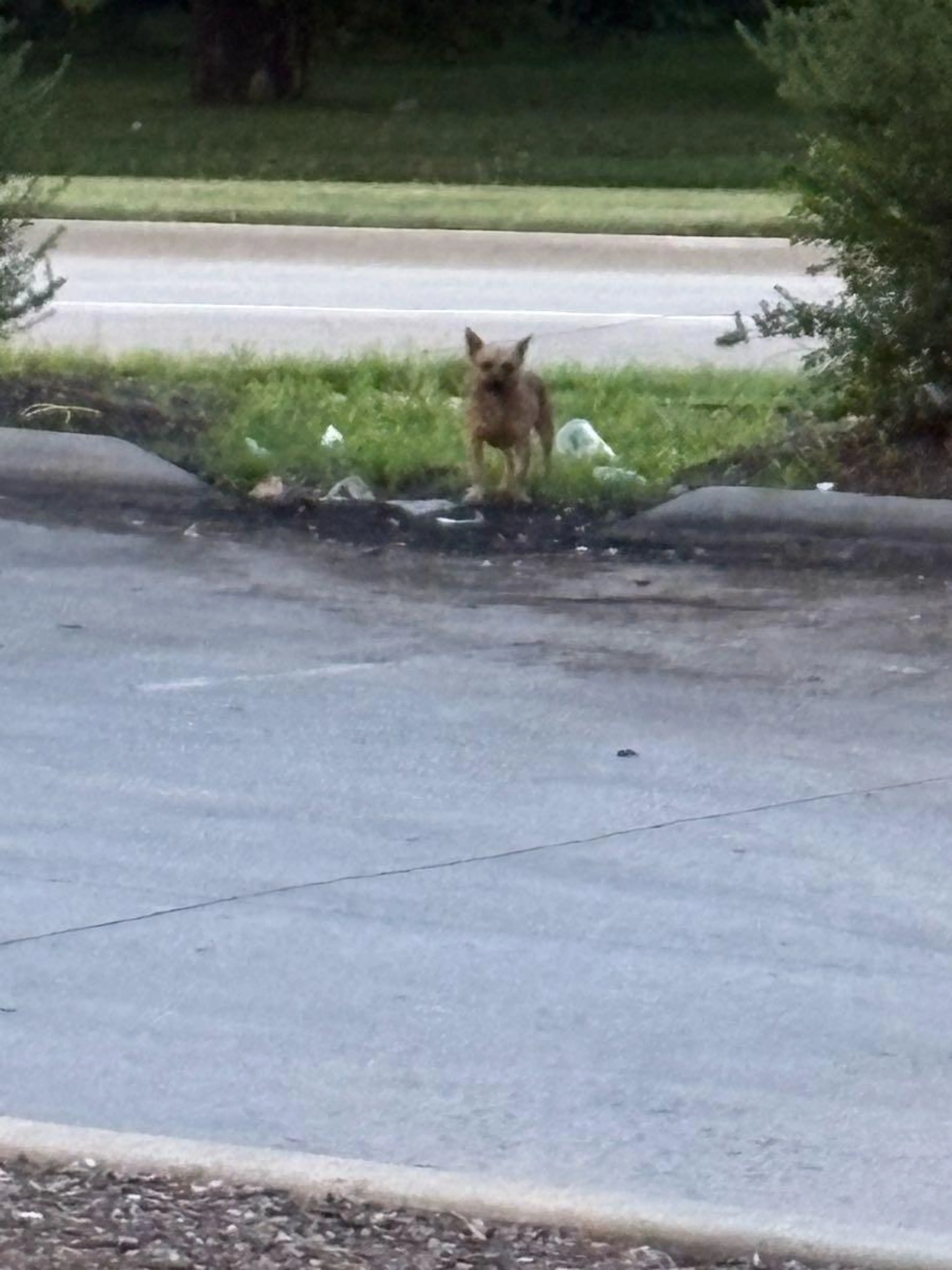Found pet