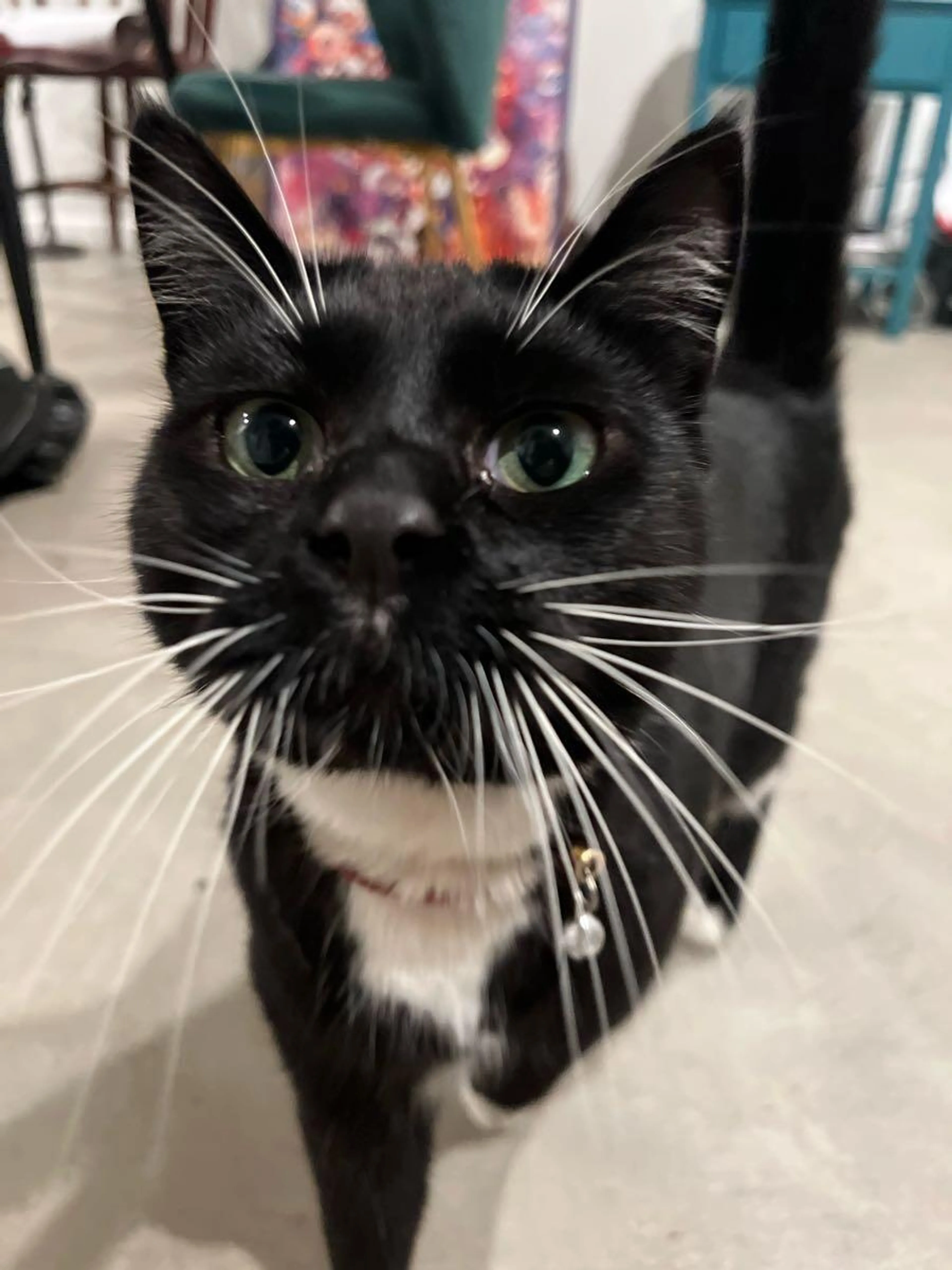 Lost pet