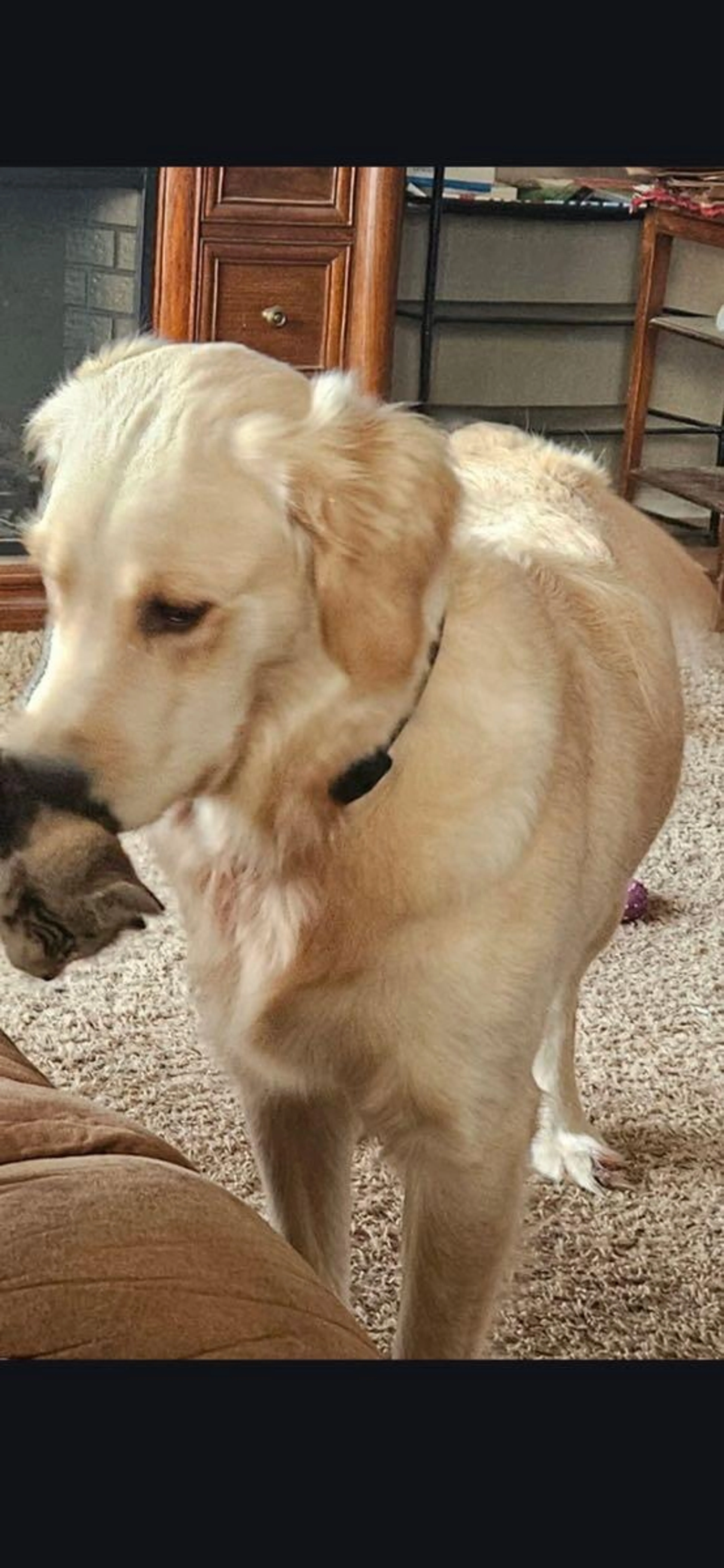 Lost pet