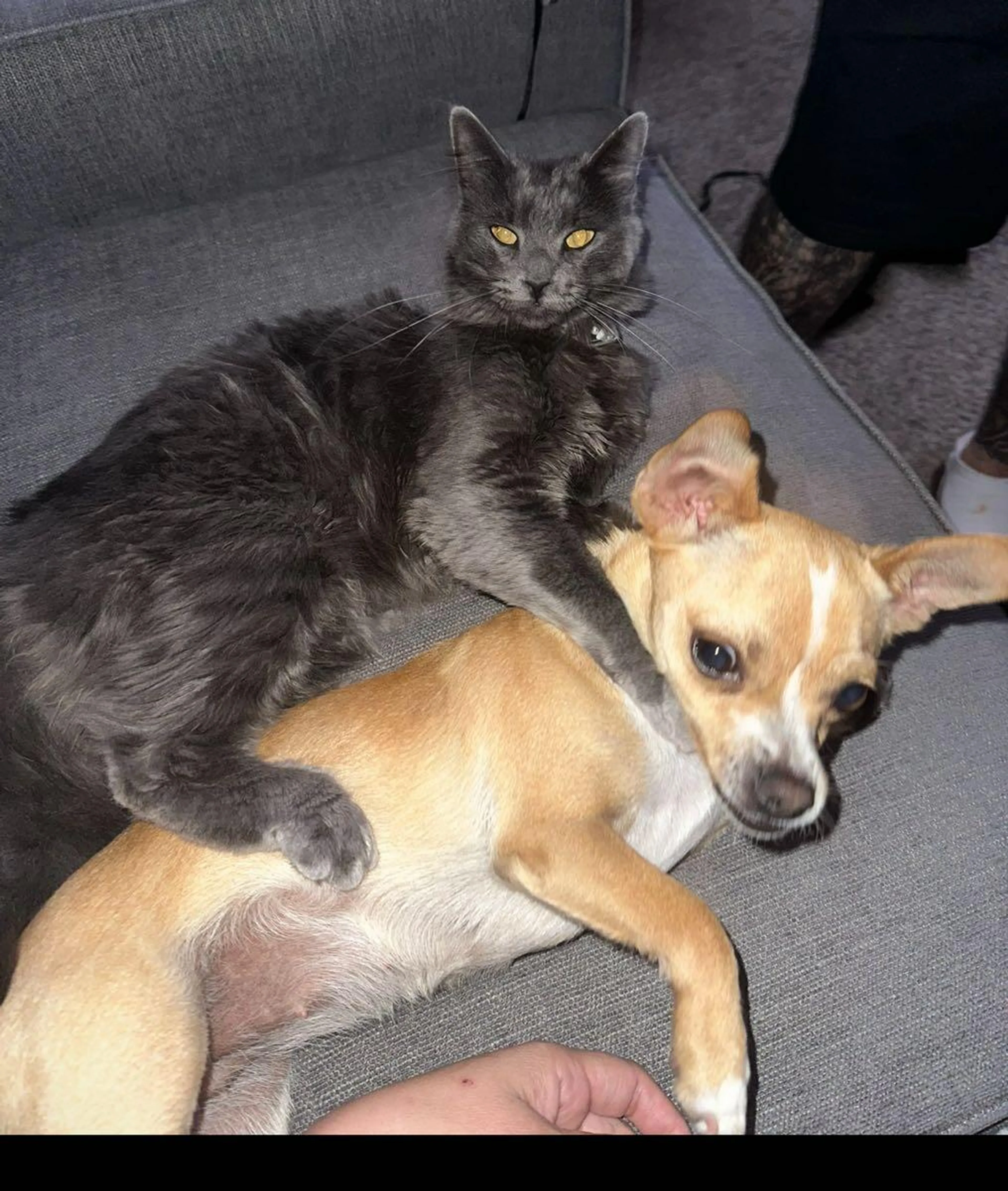 Lost pet