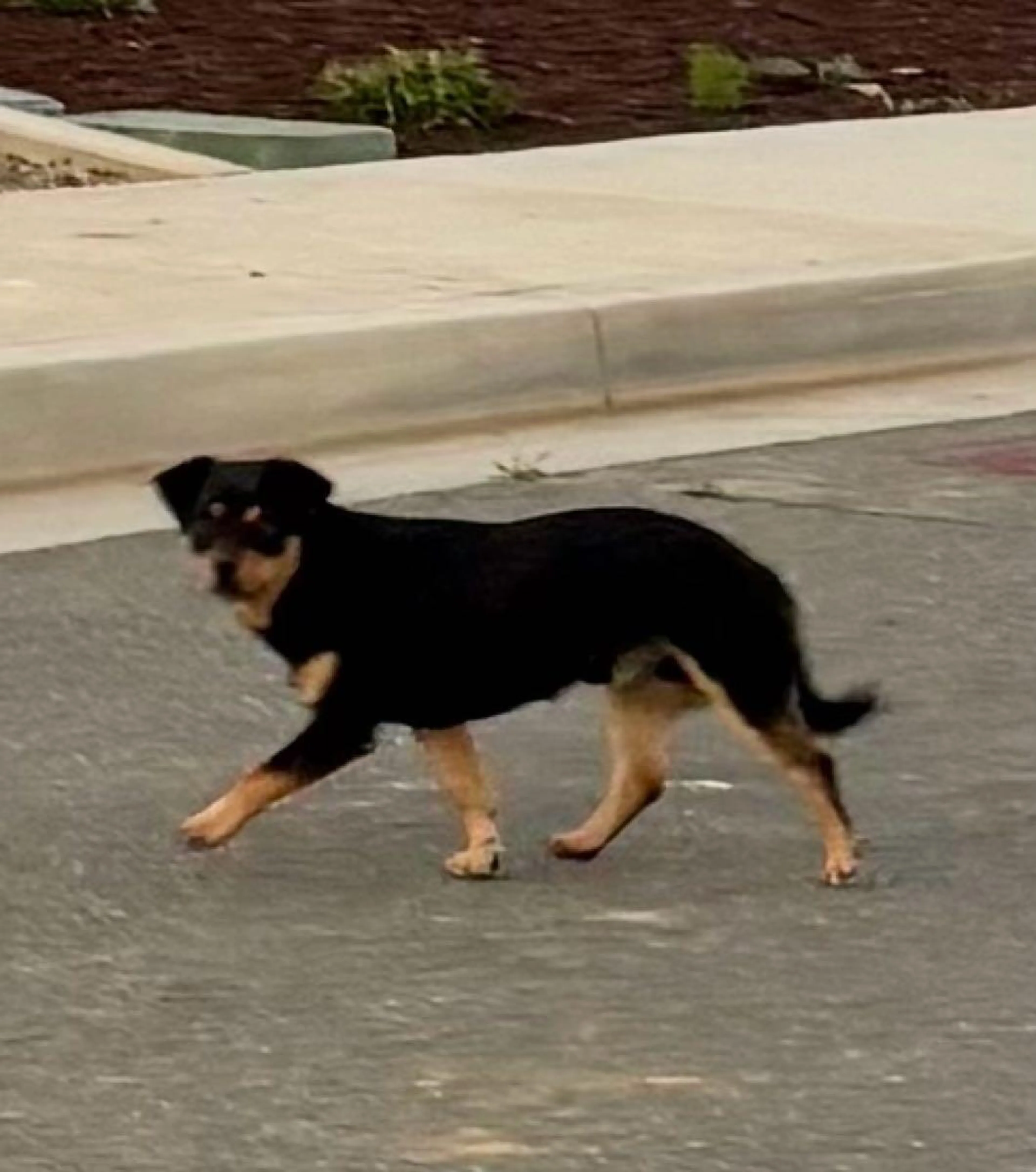Found pet