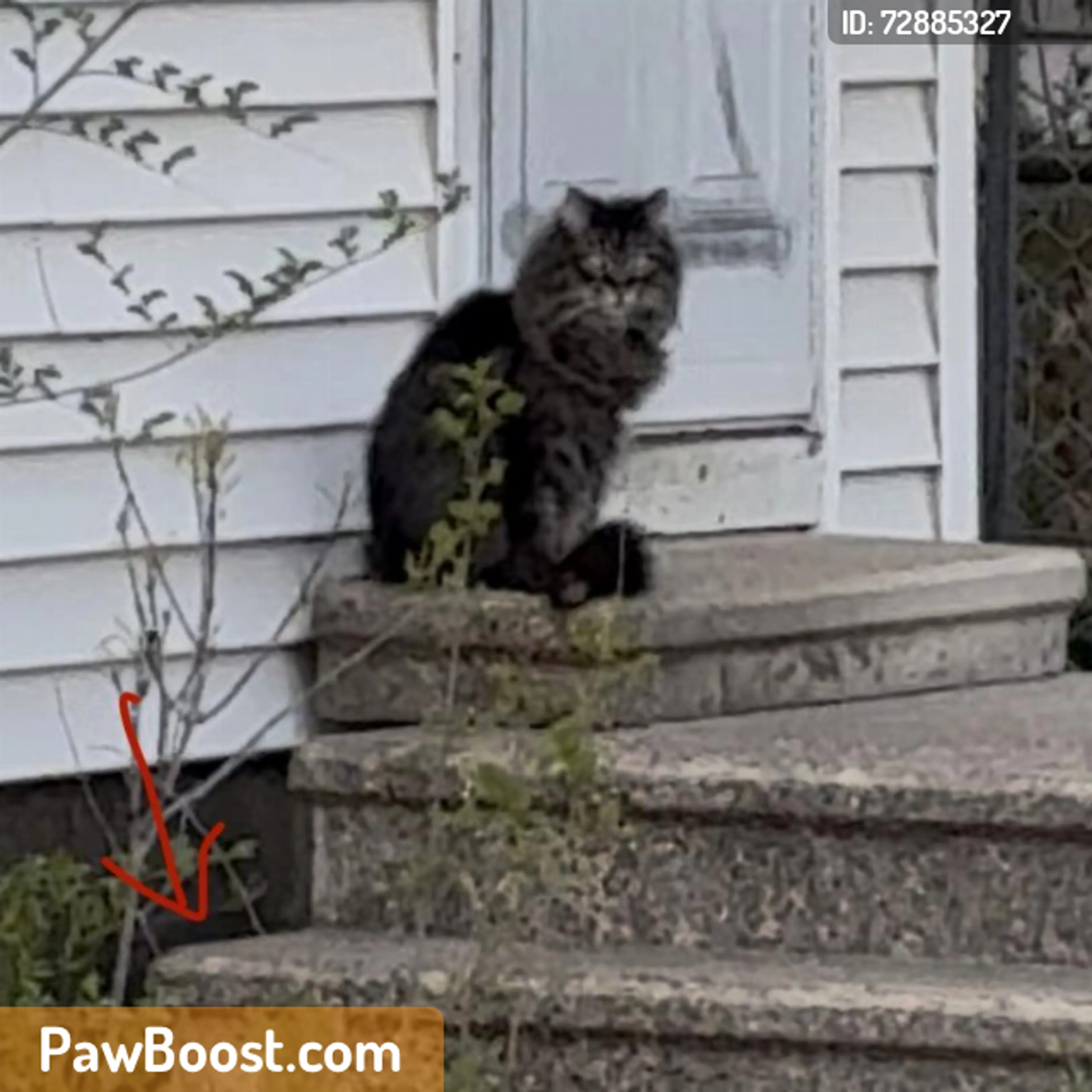 Found pet