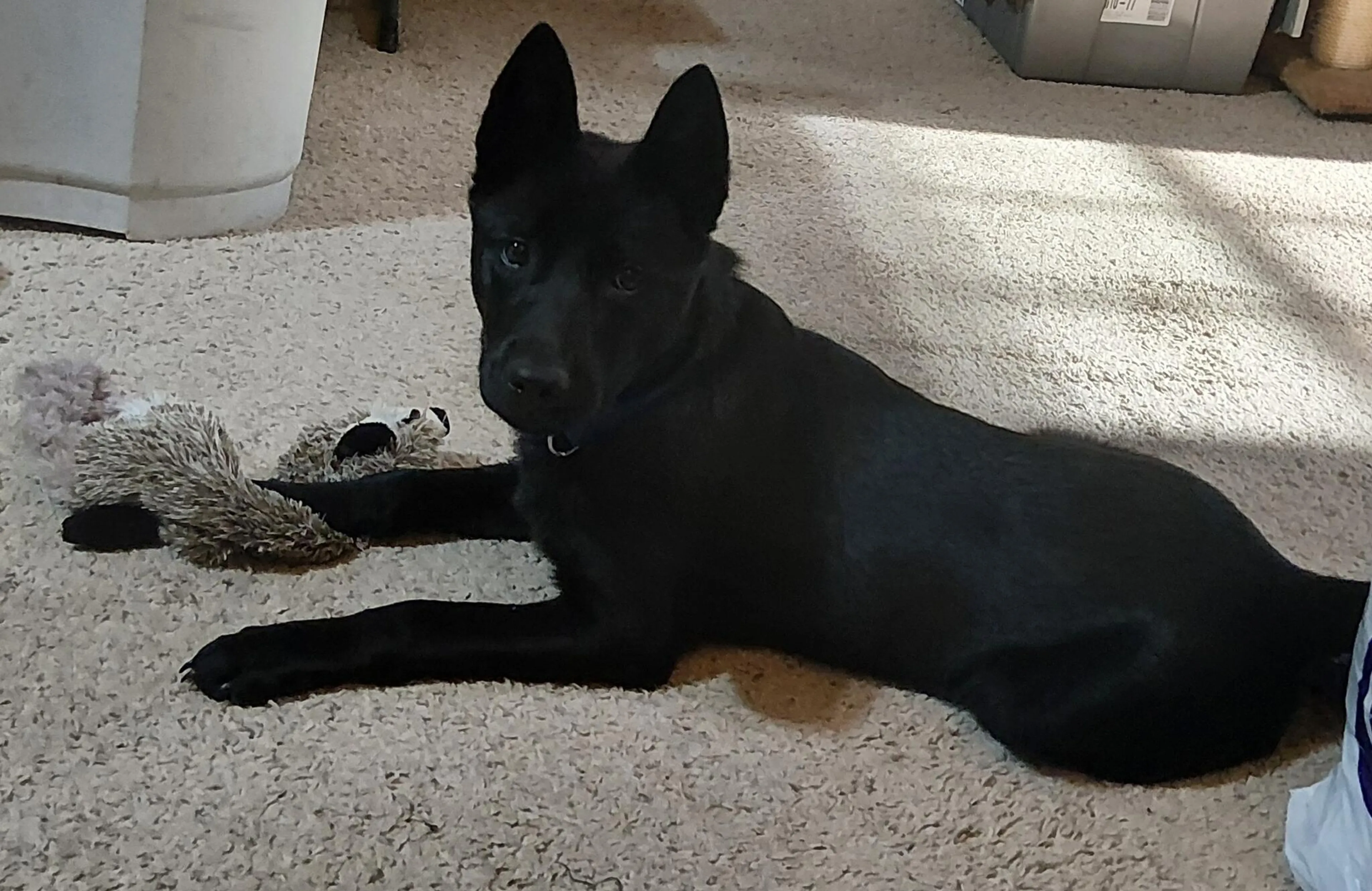 Lost pet