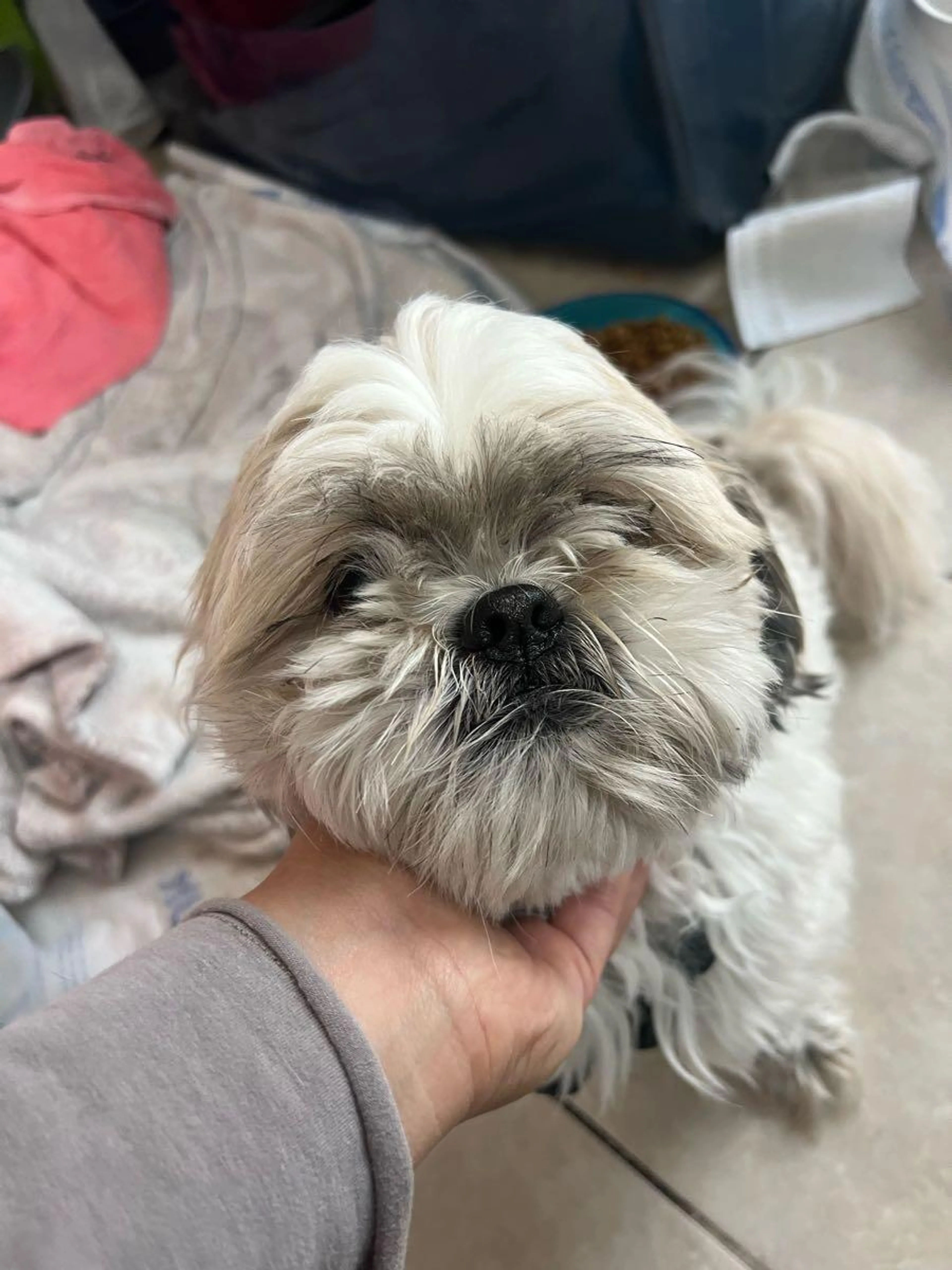 Found pet