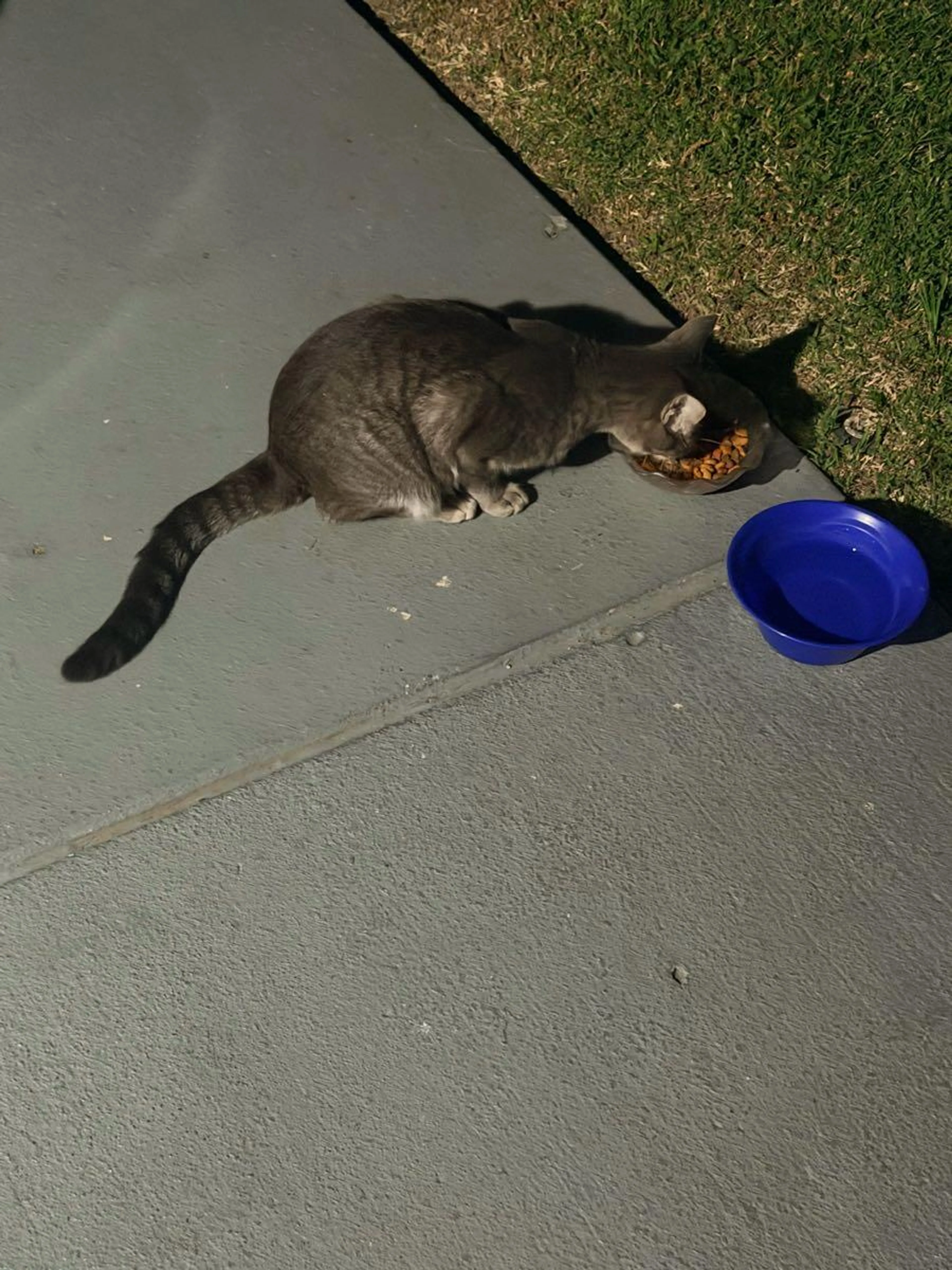 Lost pet