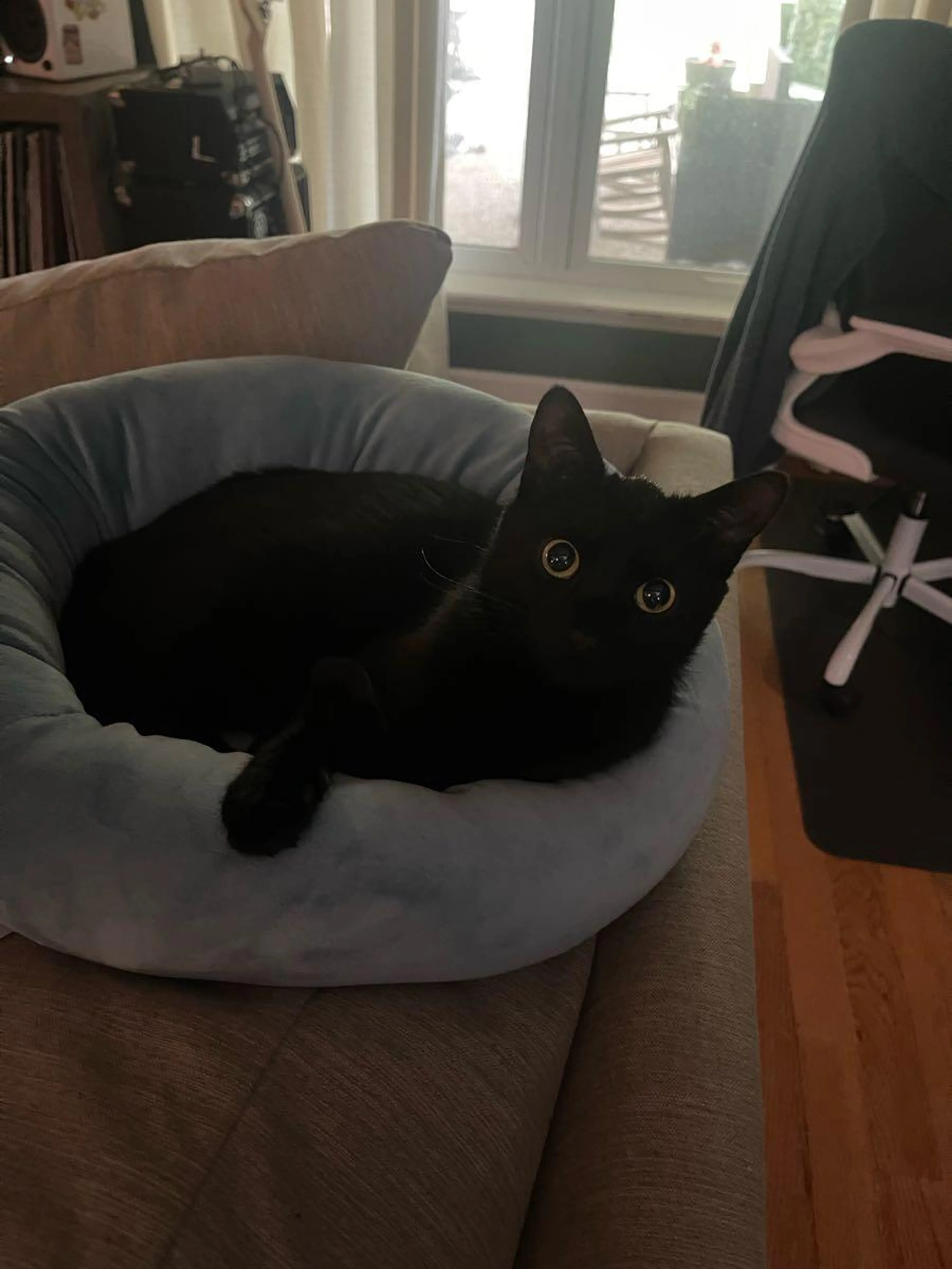 Lost pet