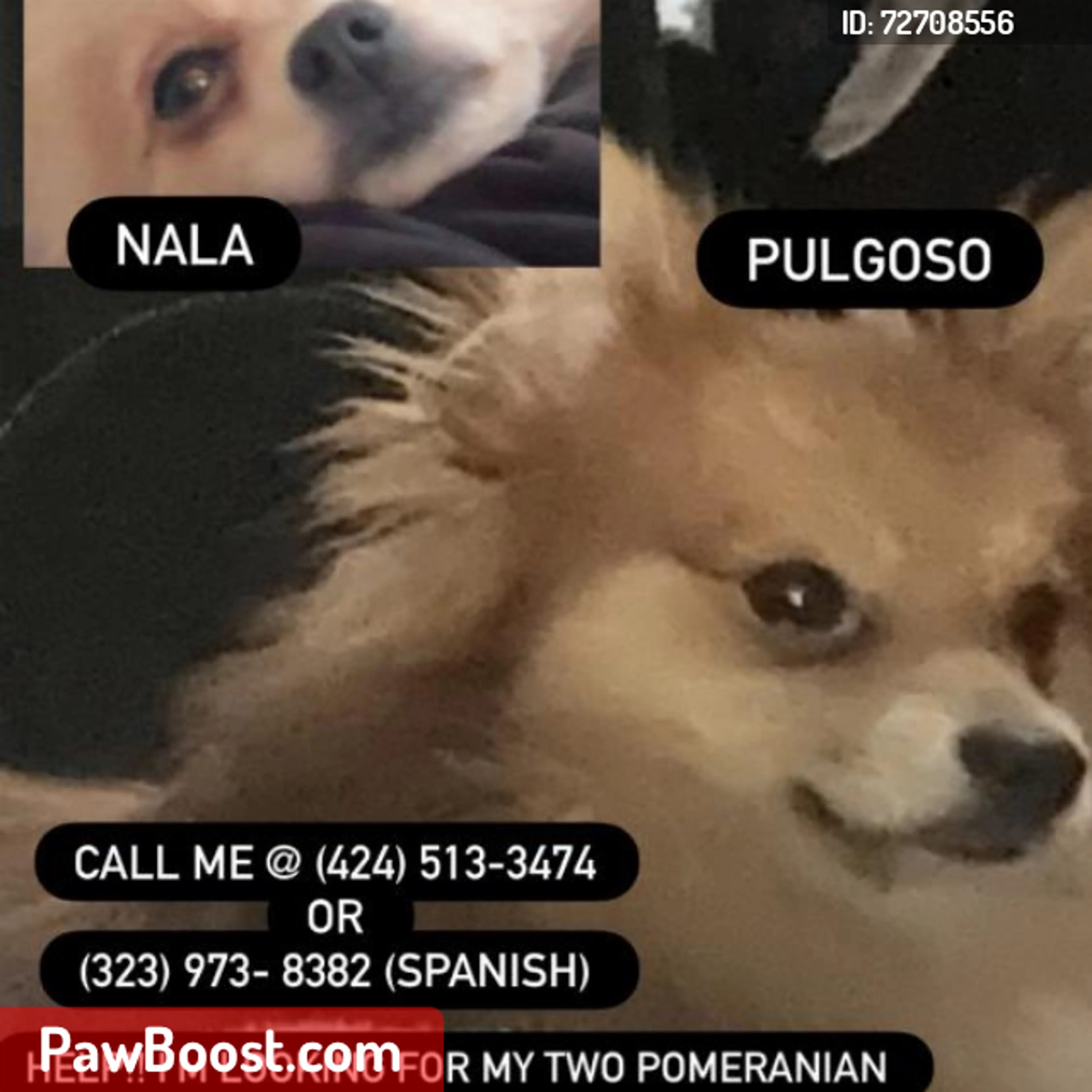 Lost pet