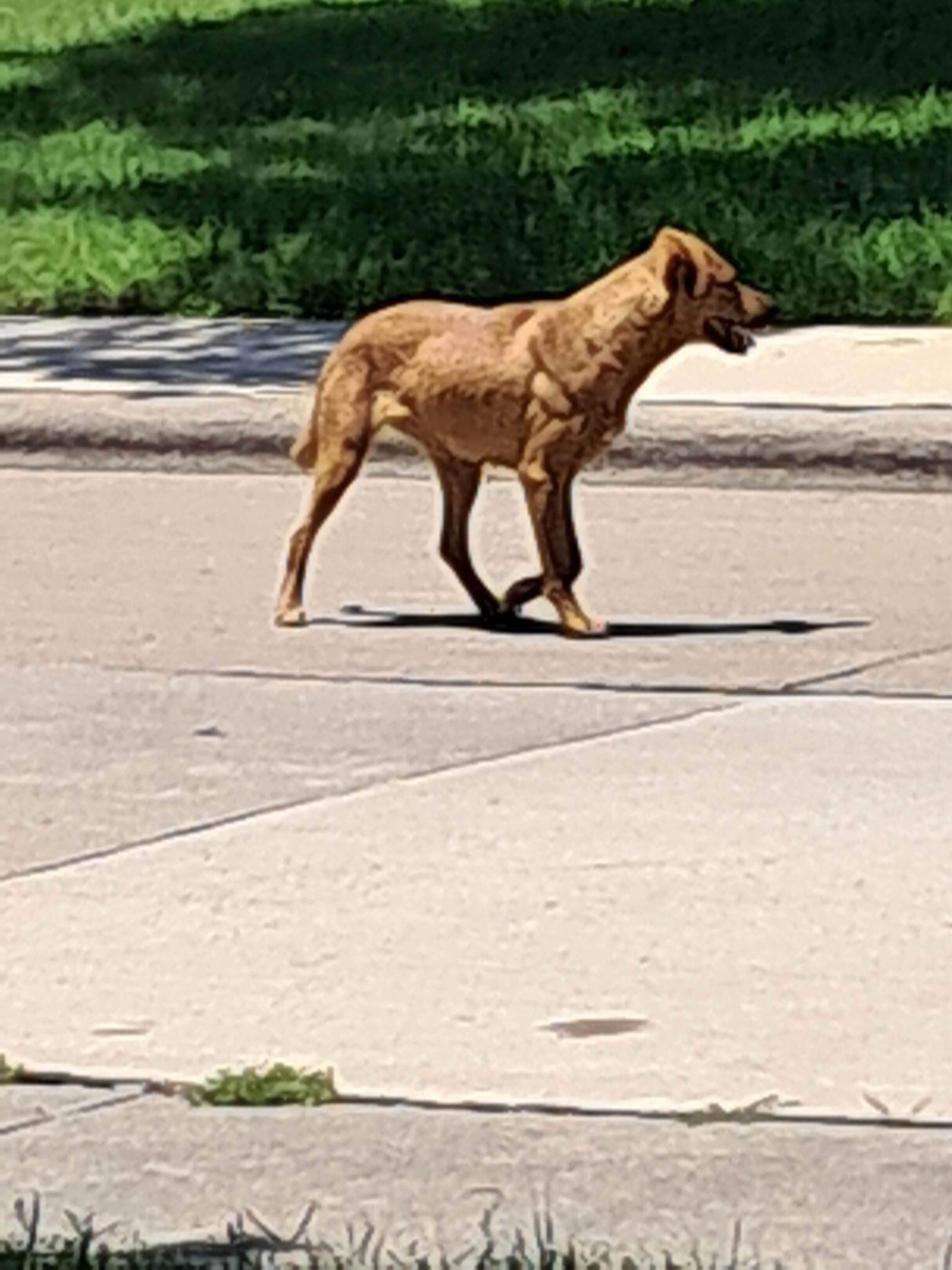 Found pet