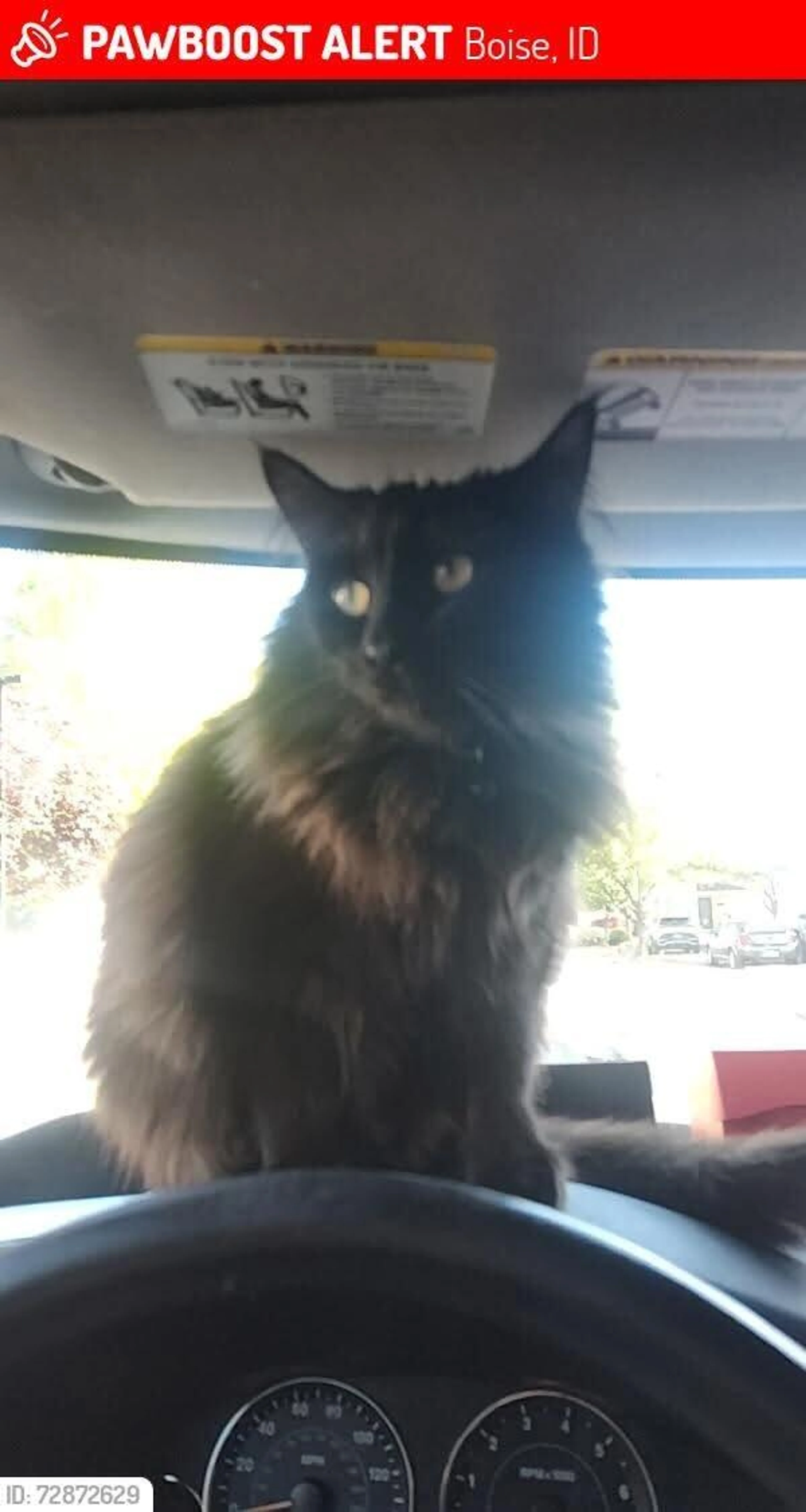 Lost pet