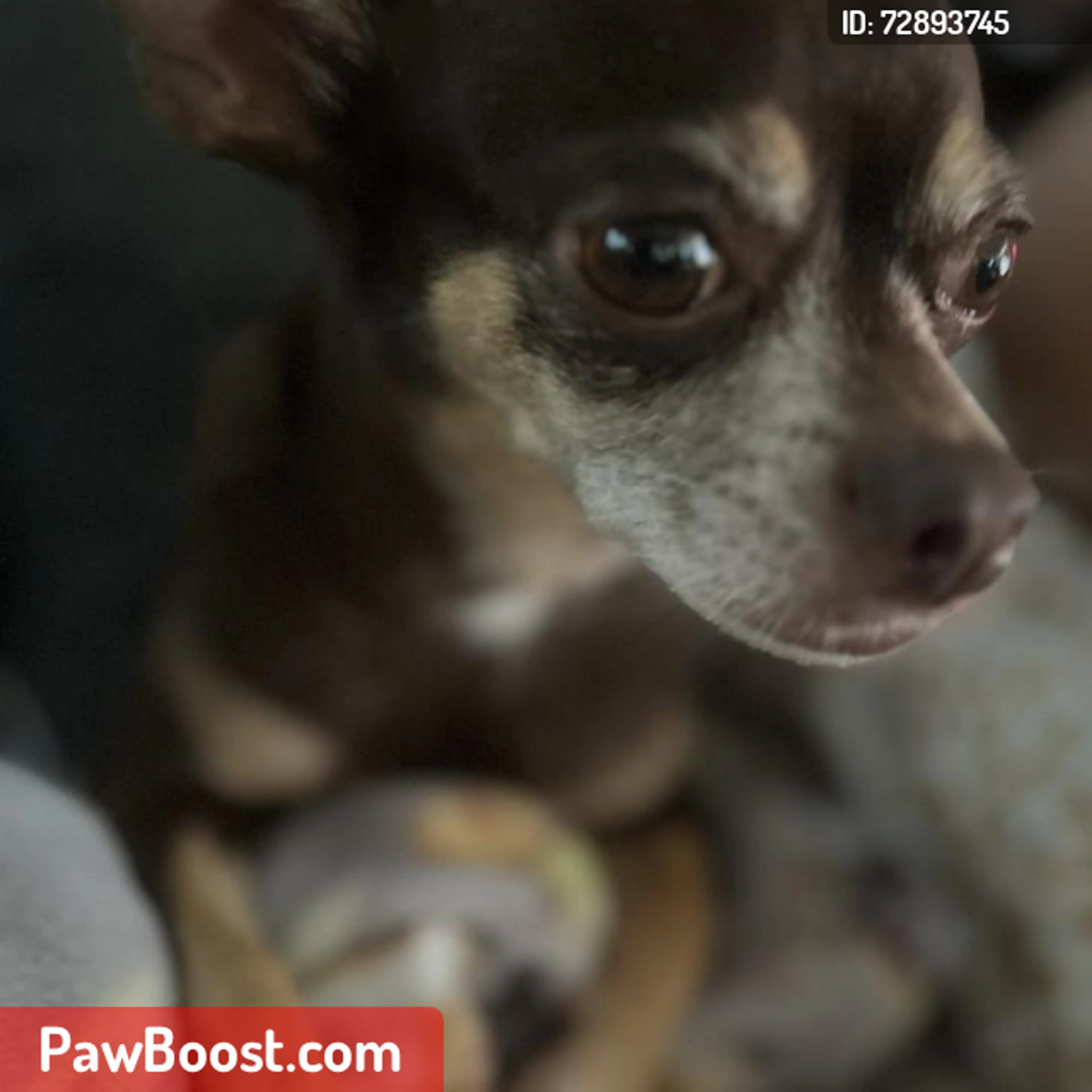Lost pet