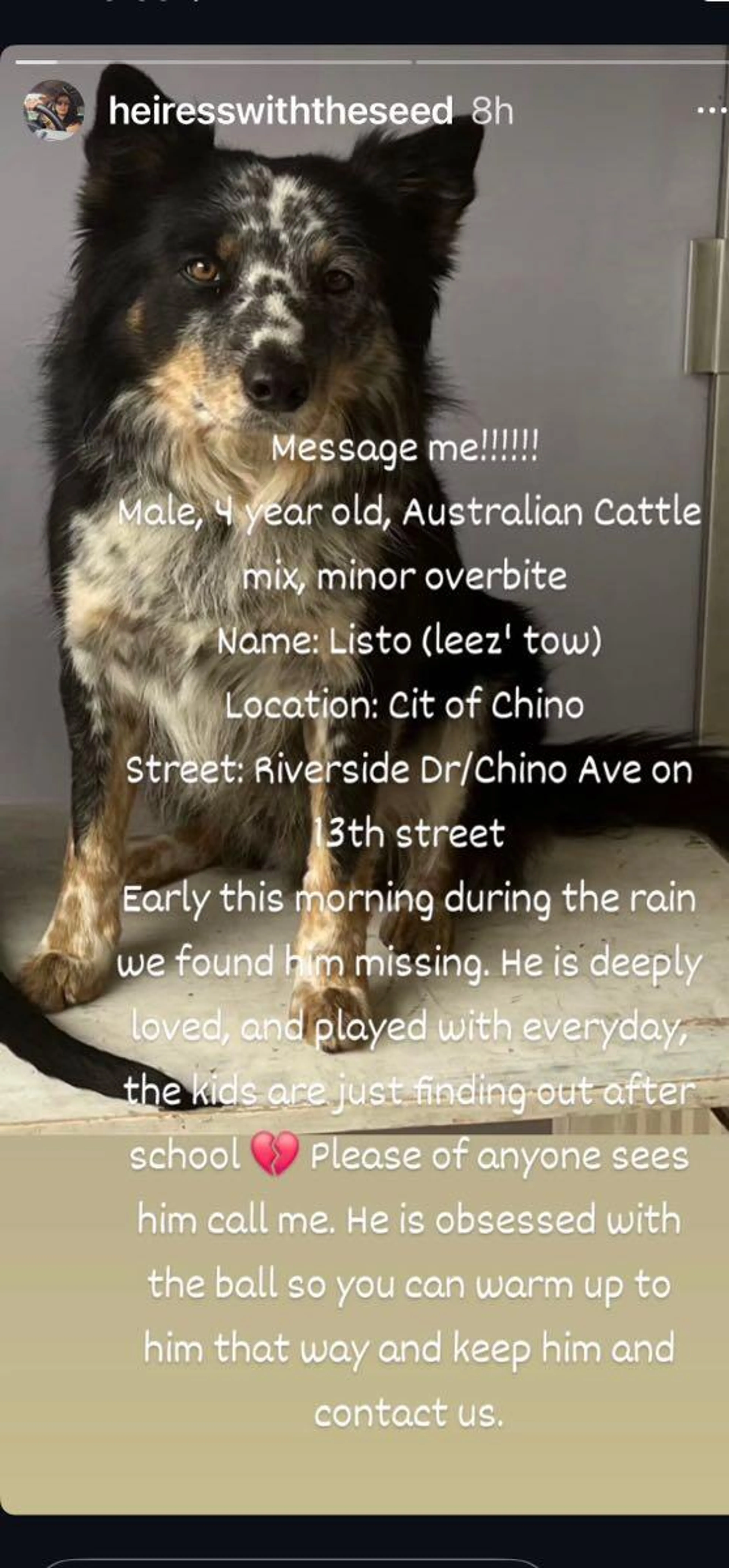 Lost pet