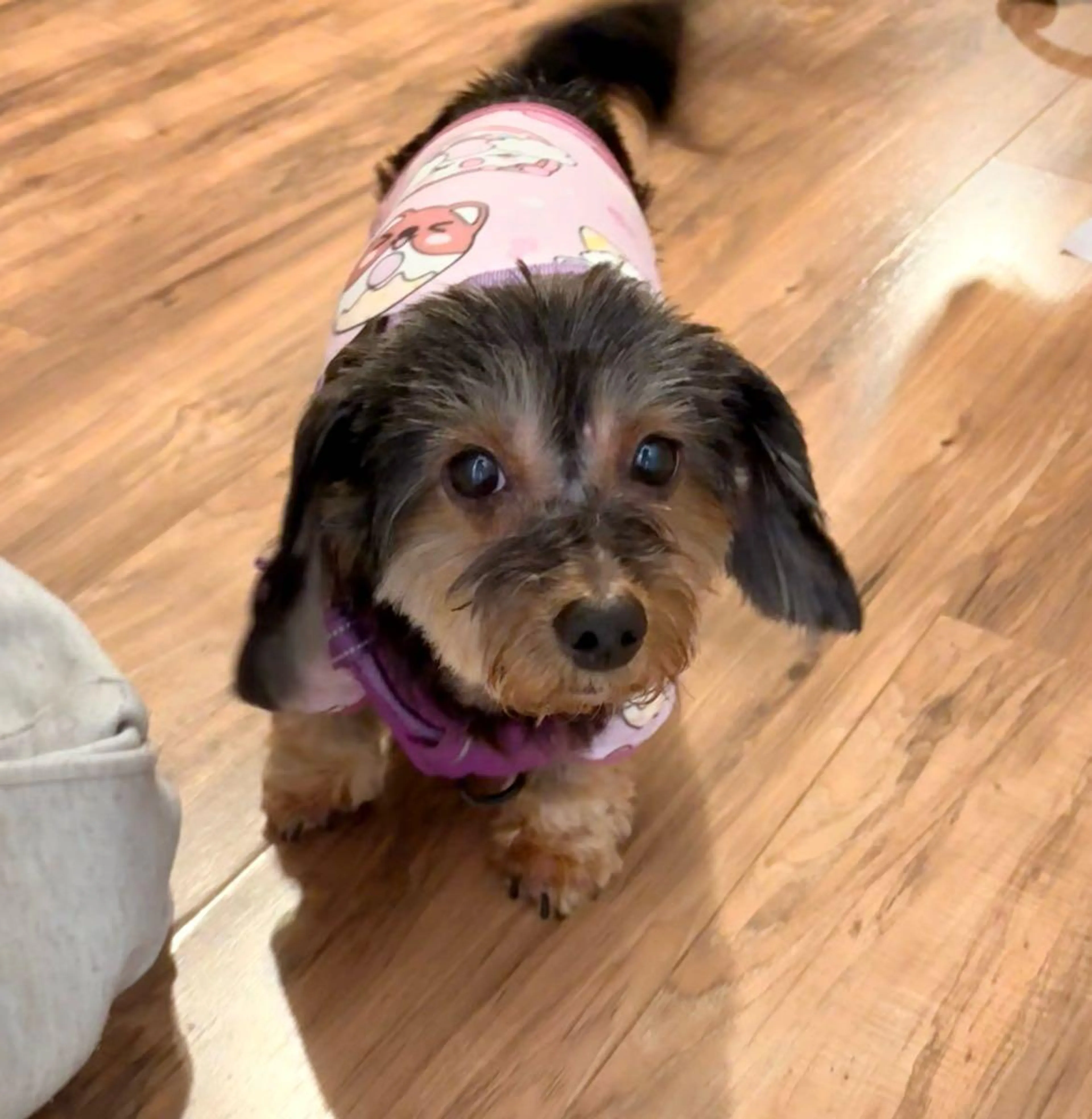 Lost pet