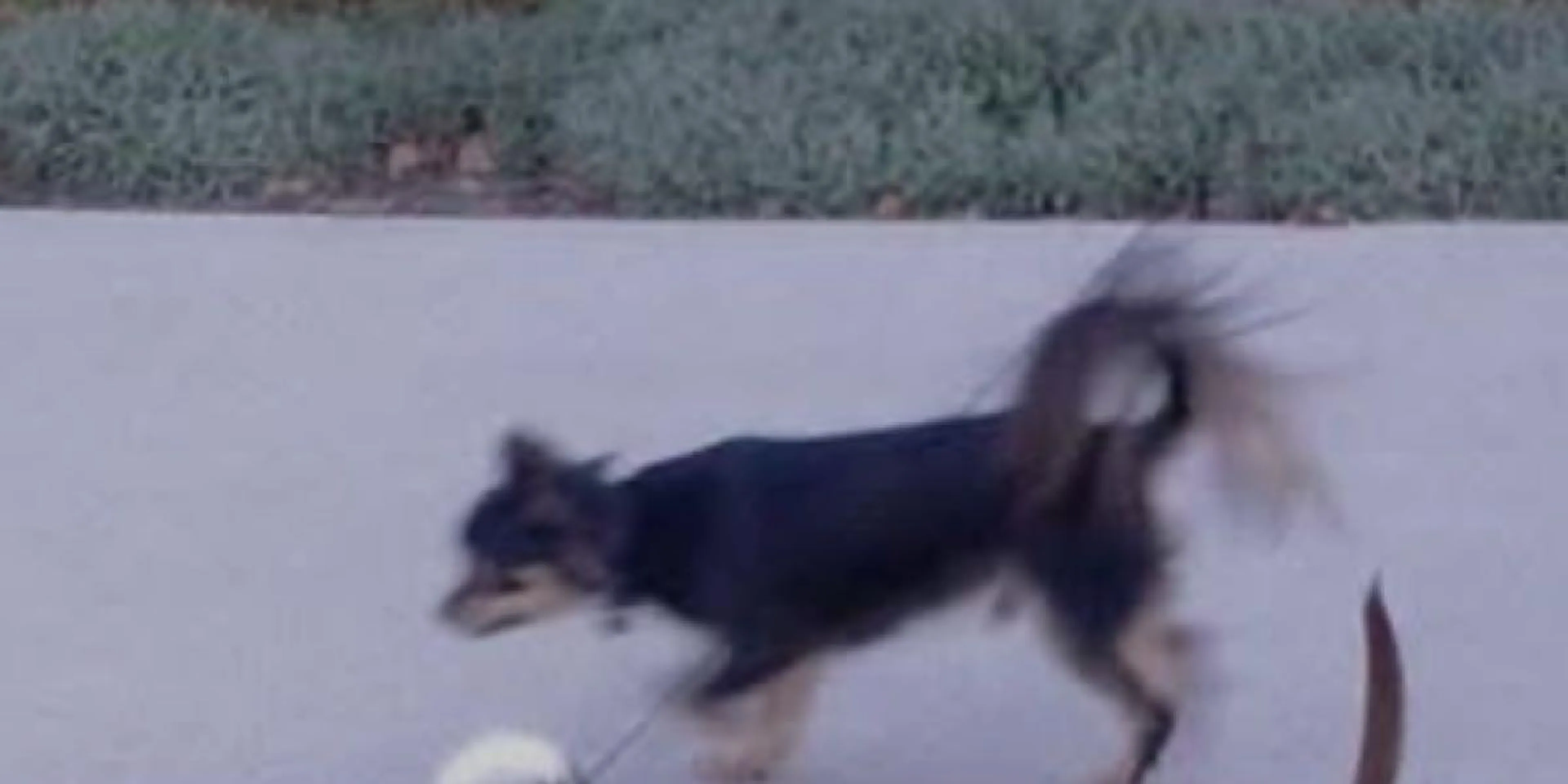 Lost pet