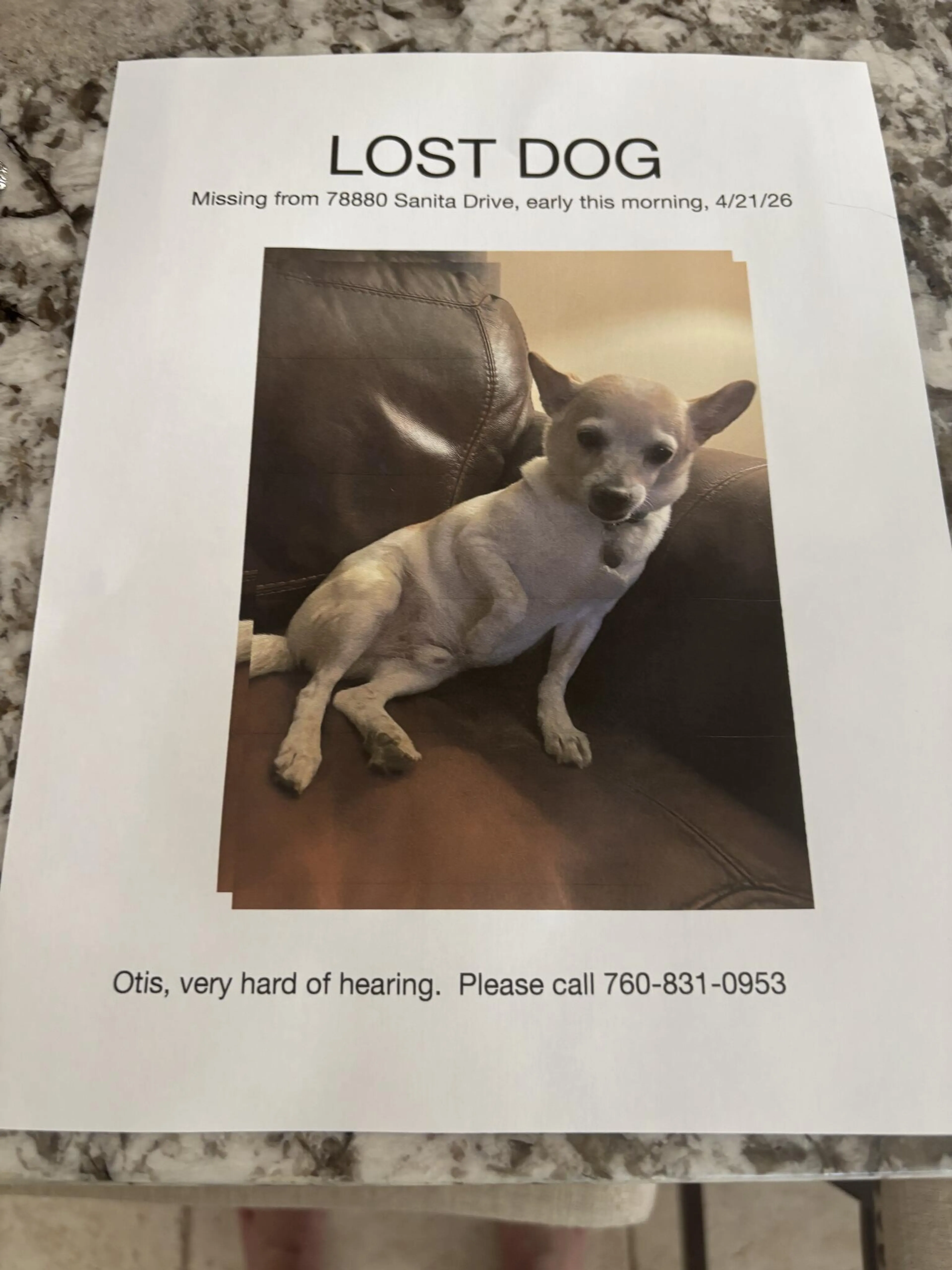 Lost pet