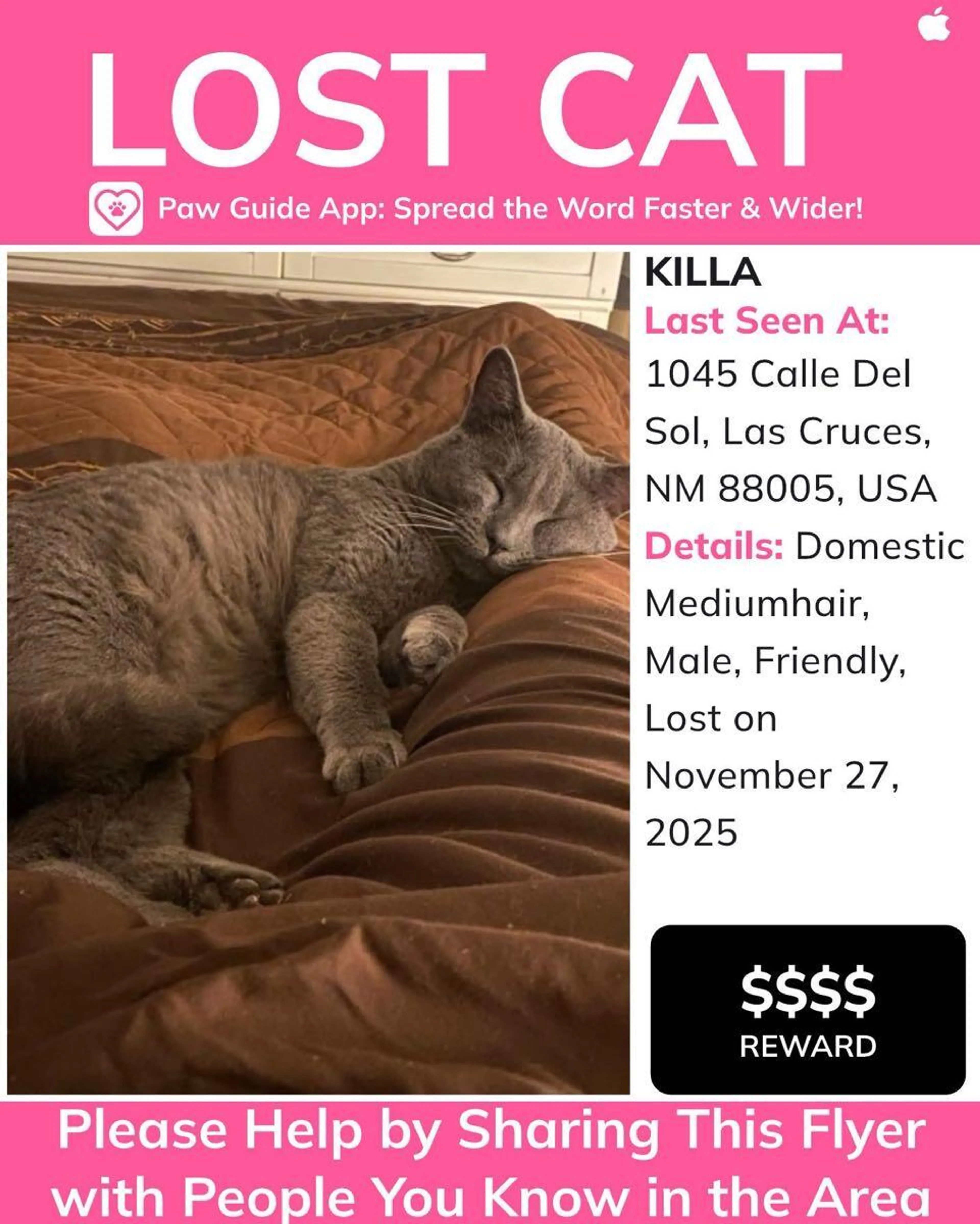Lost pet