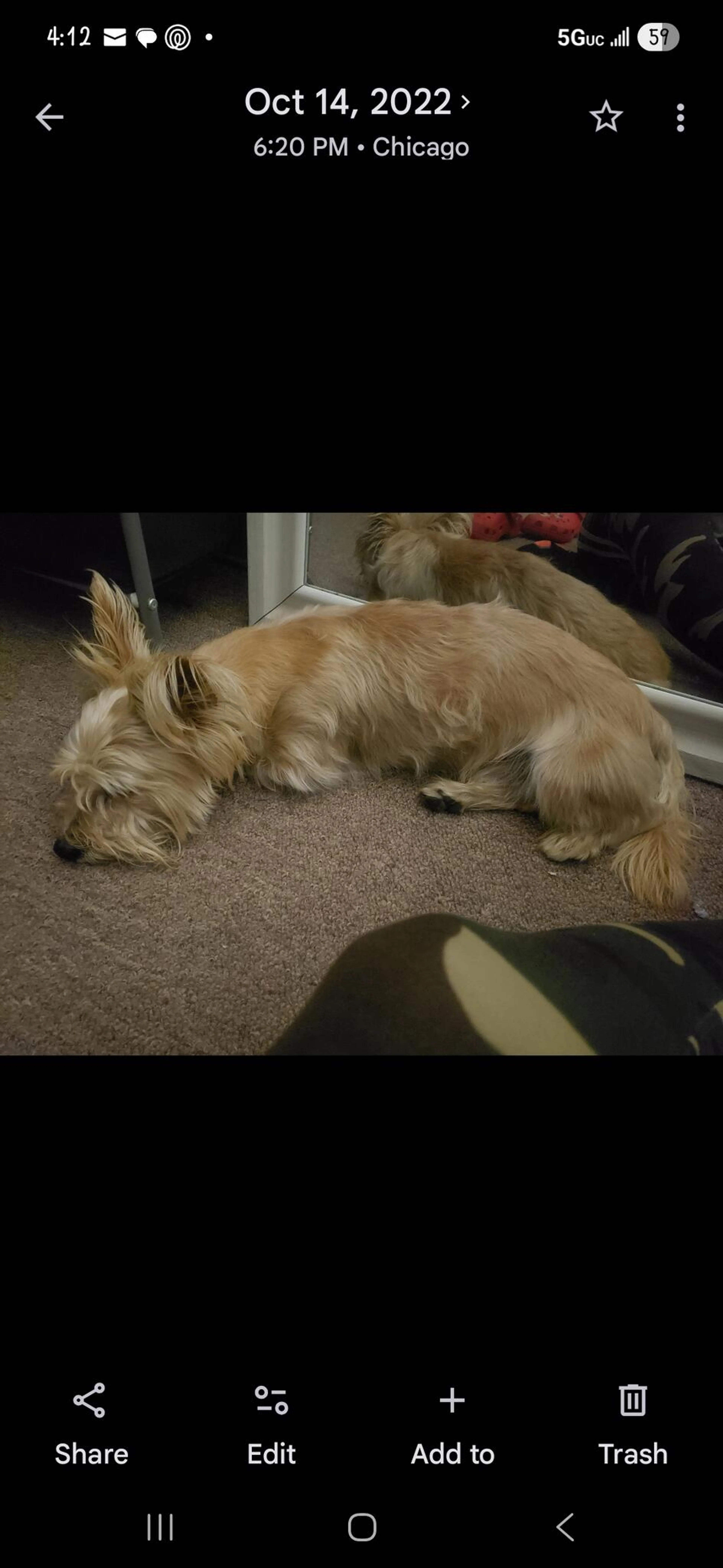 Lost pet