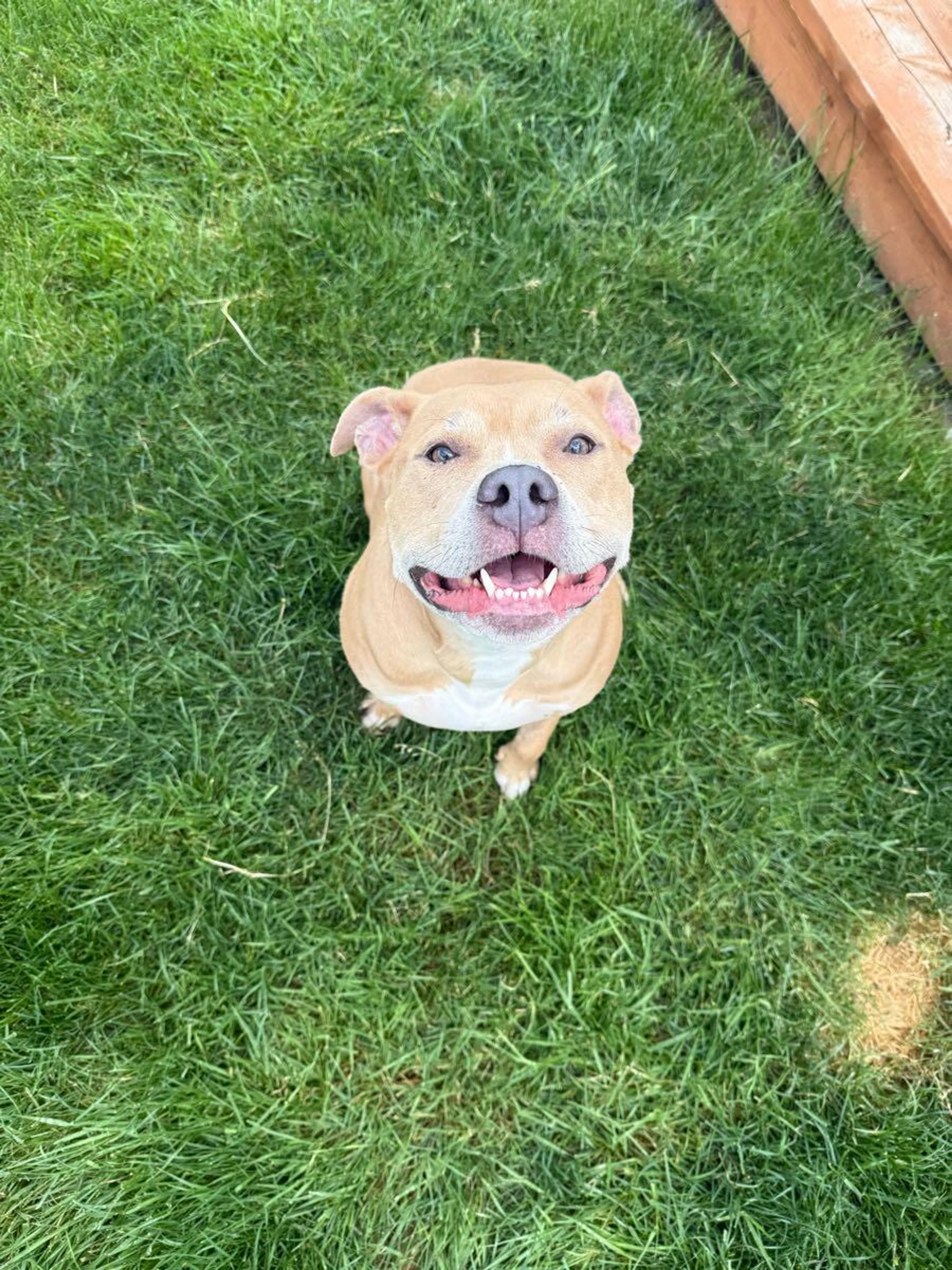 Found pet