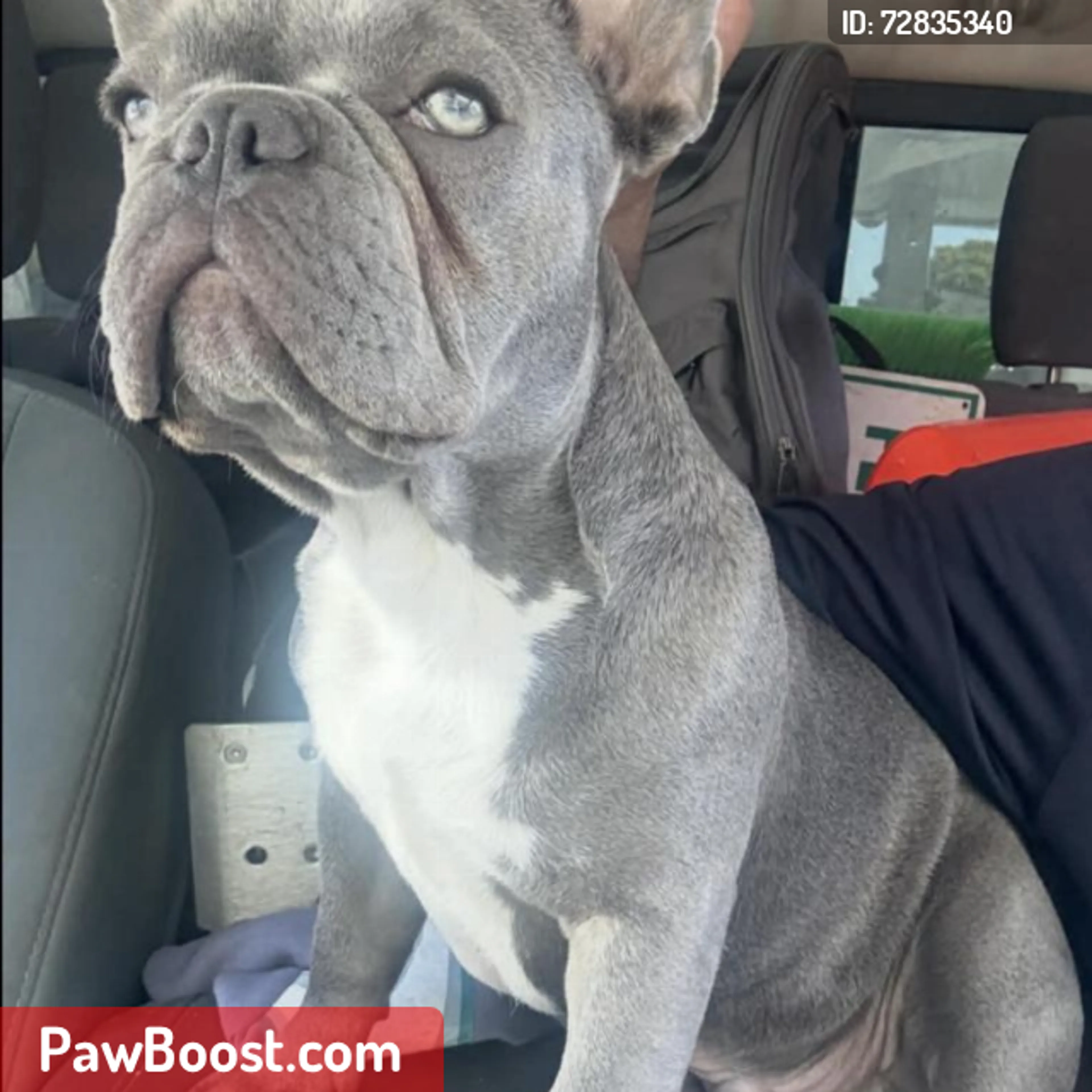 Lost pet