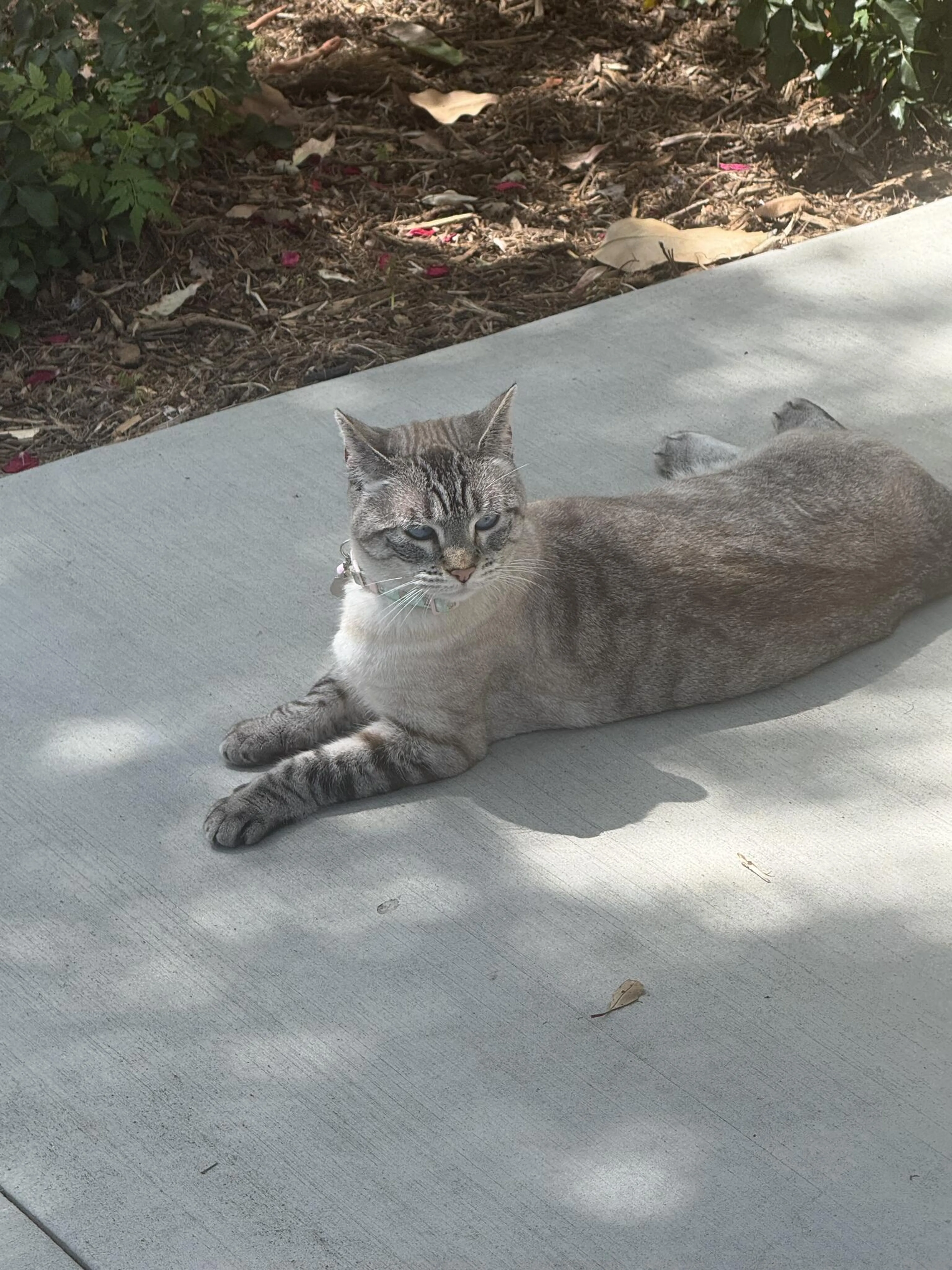 Lost pet