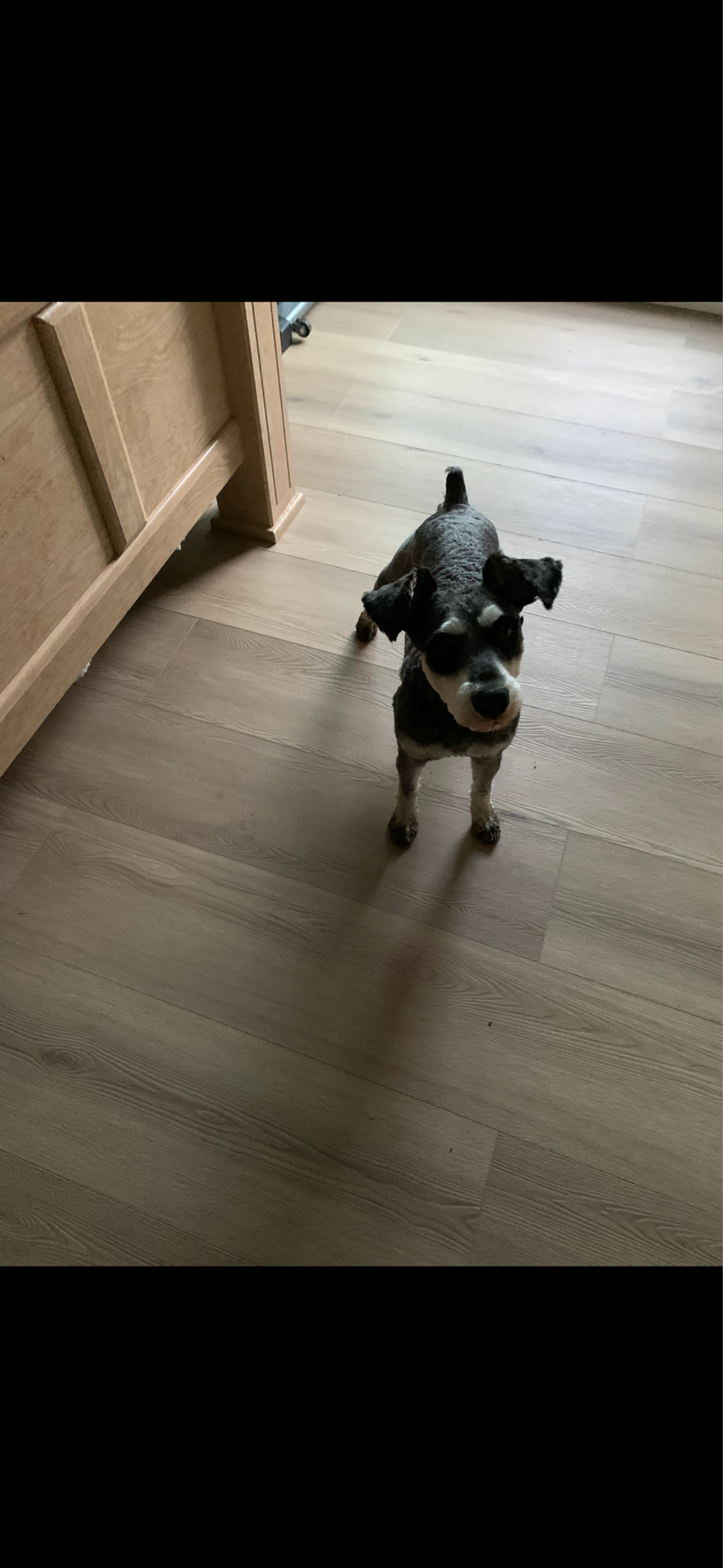 Lost pet