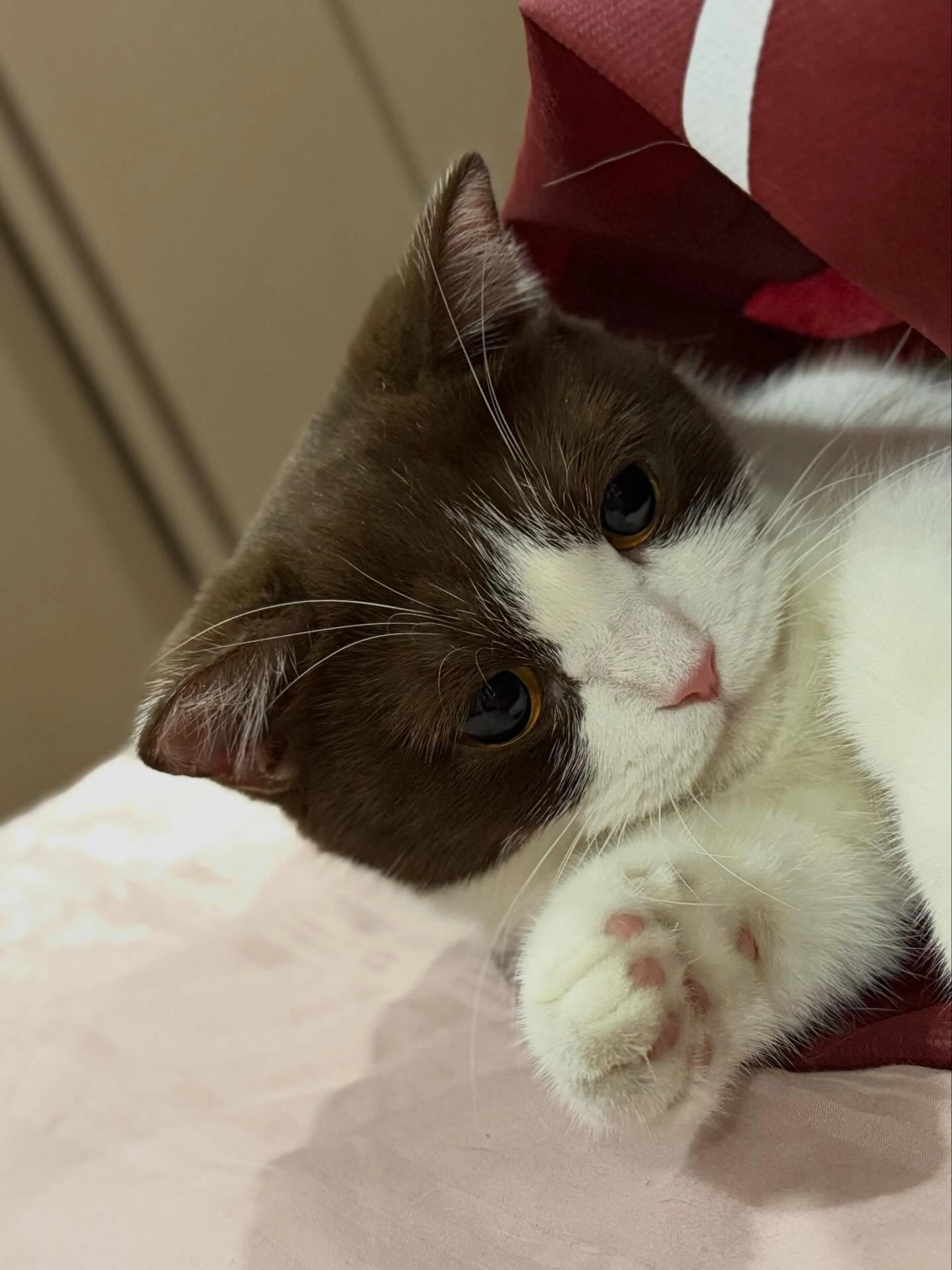 Found pet