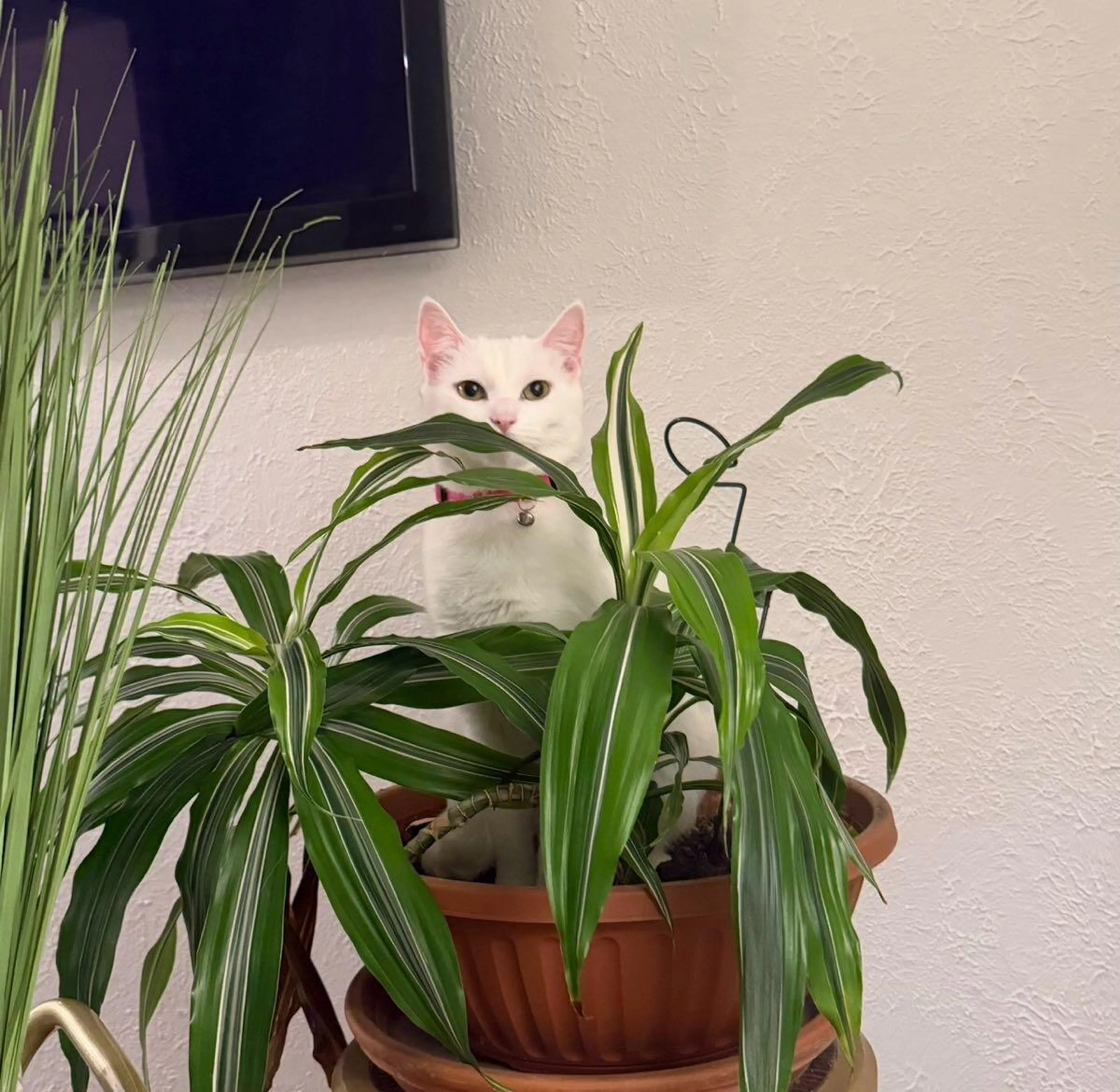 Lost pet