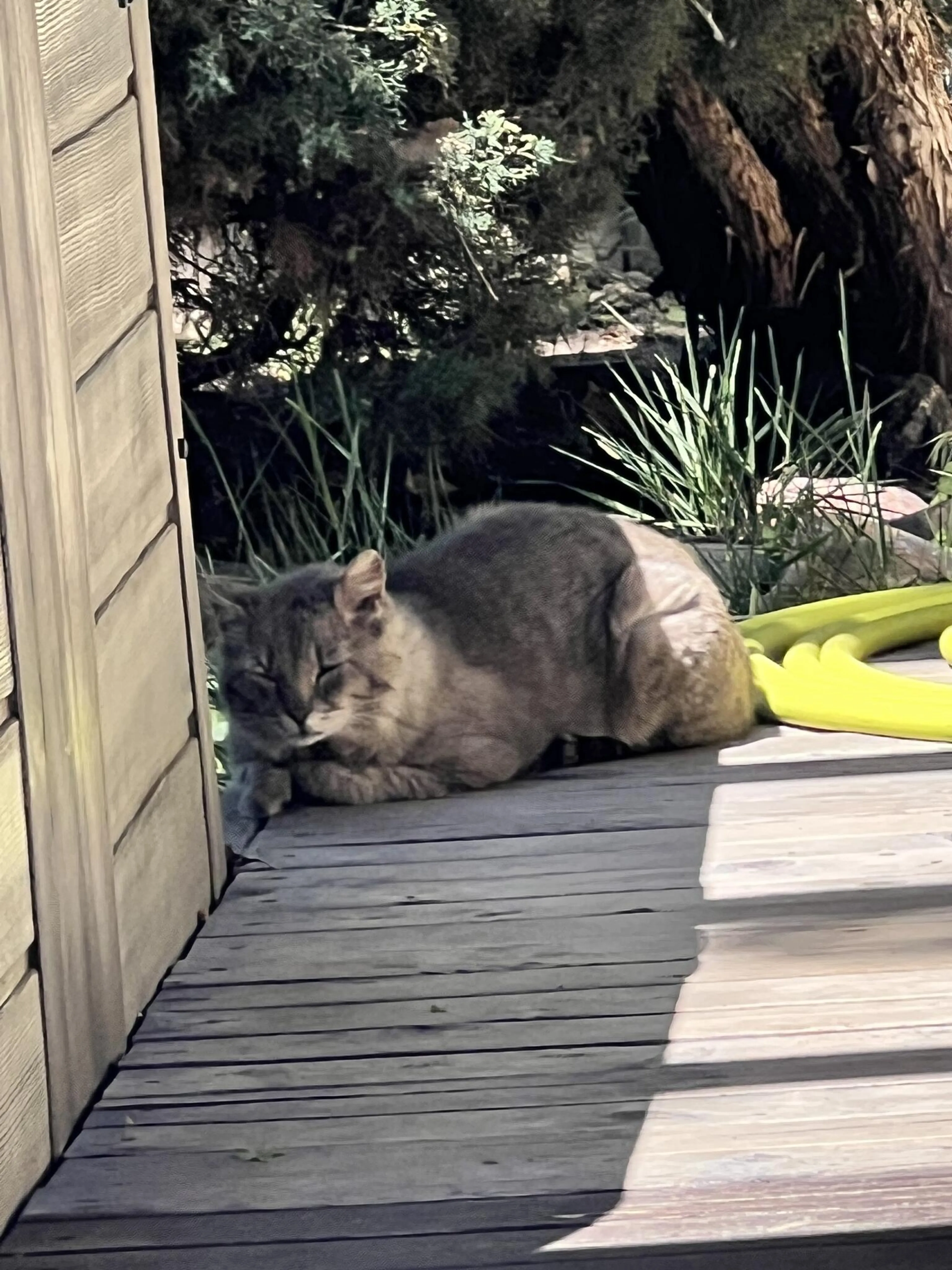 Found pet