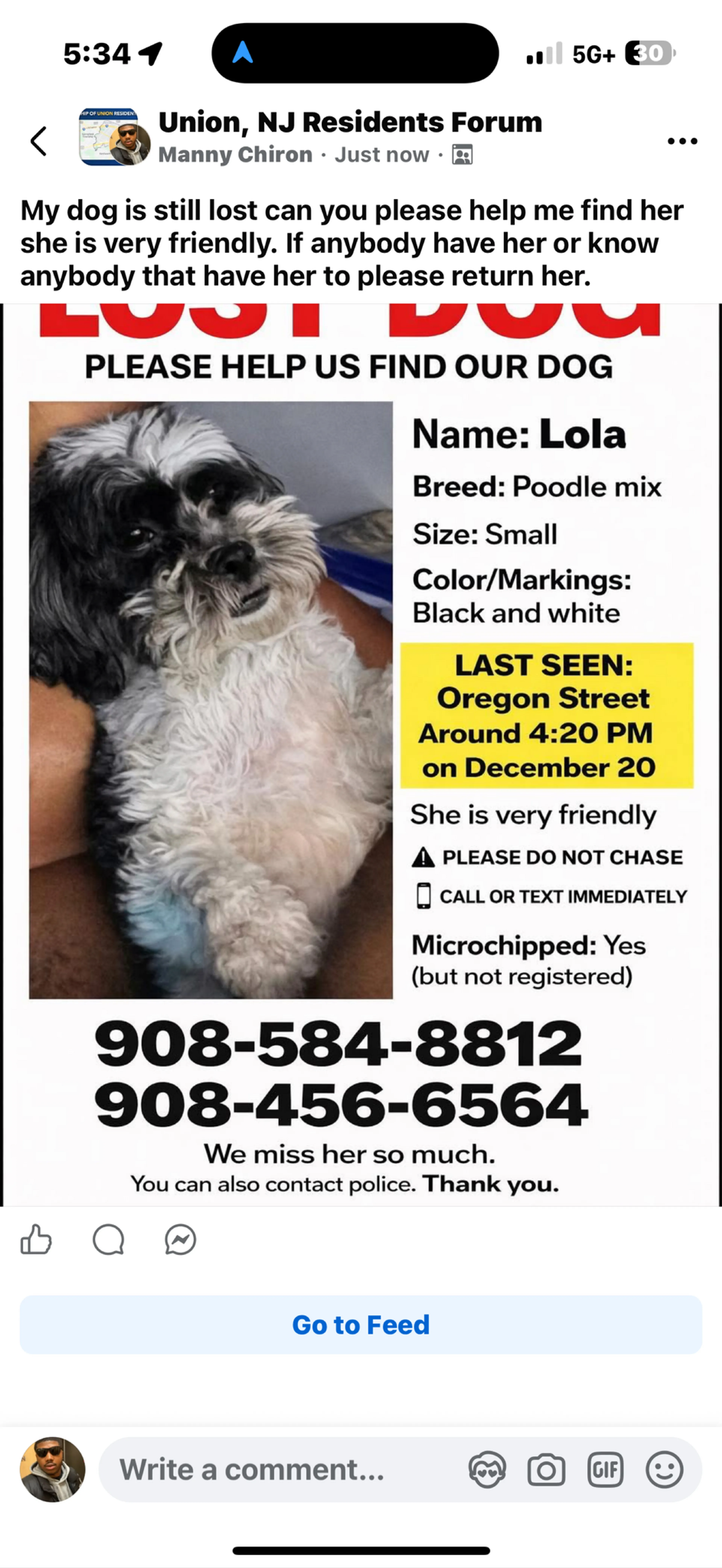 Lost pet