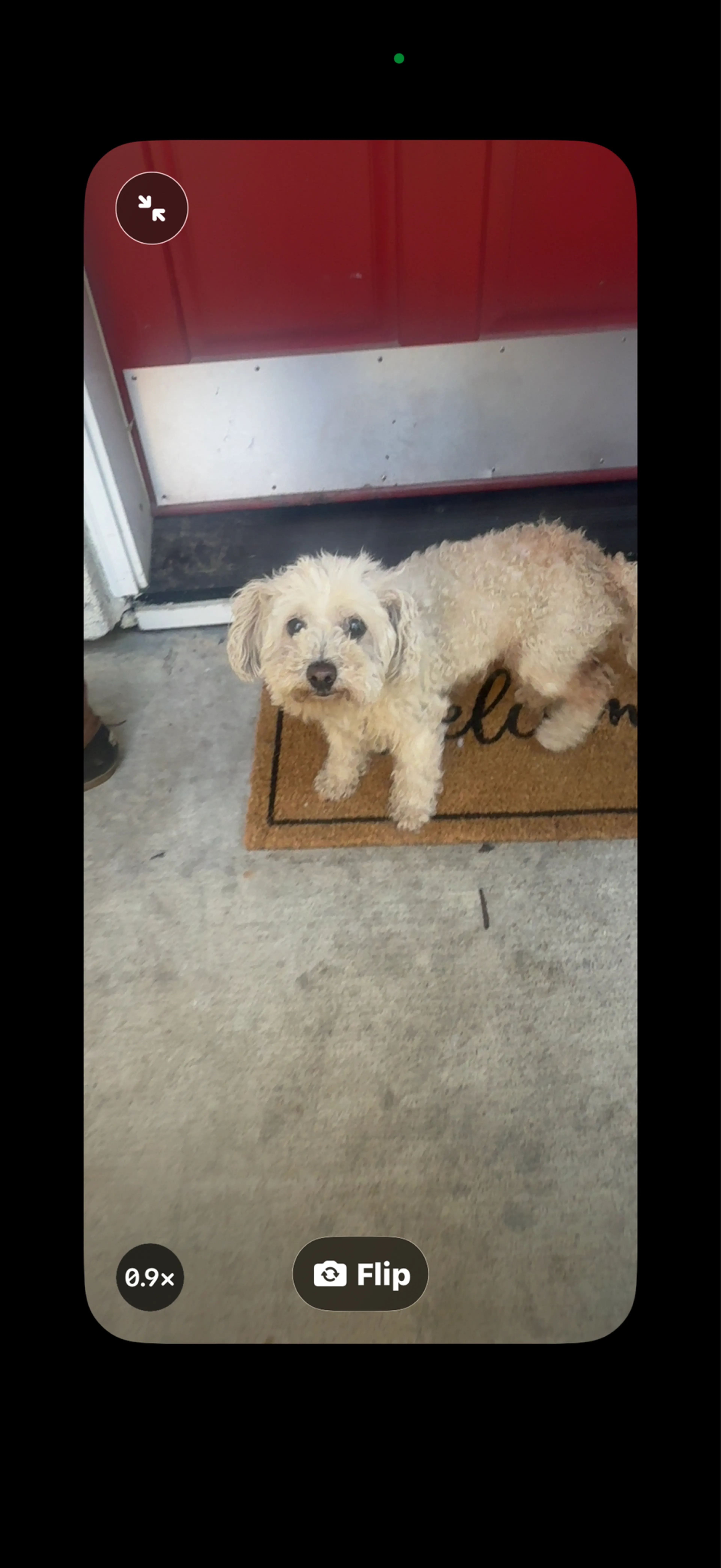 Found pet
