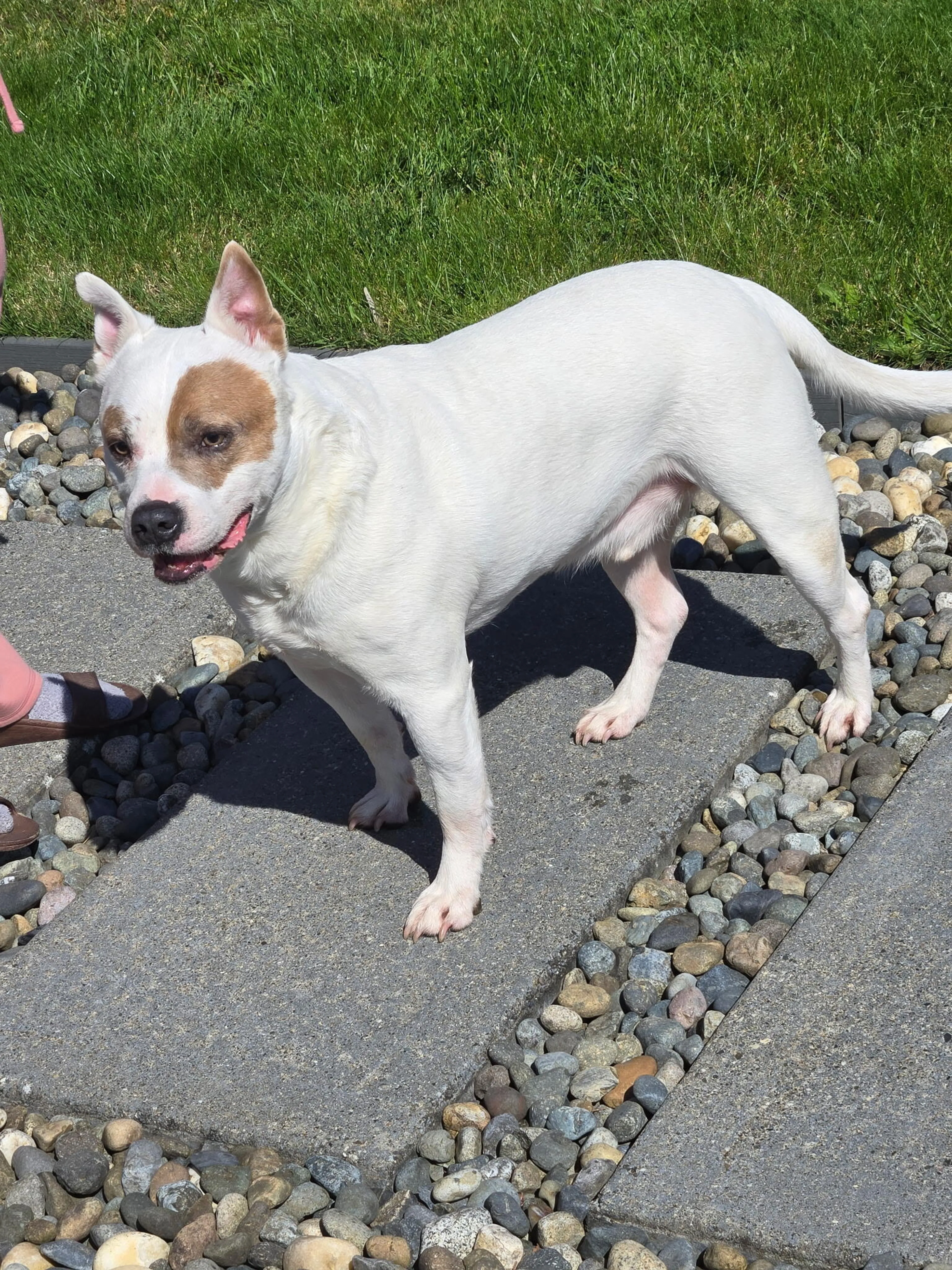 Found pet