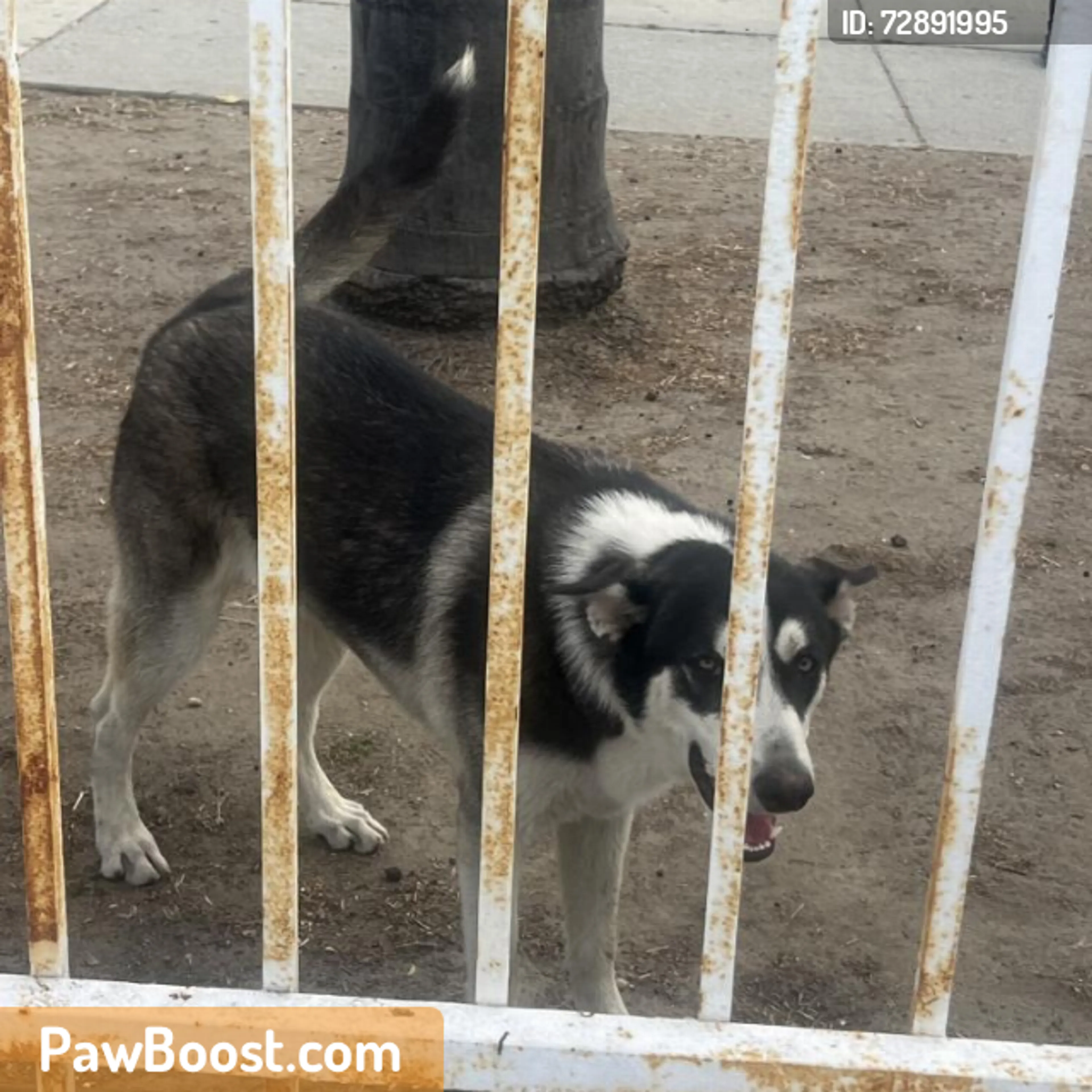 Found pet