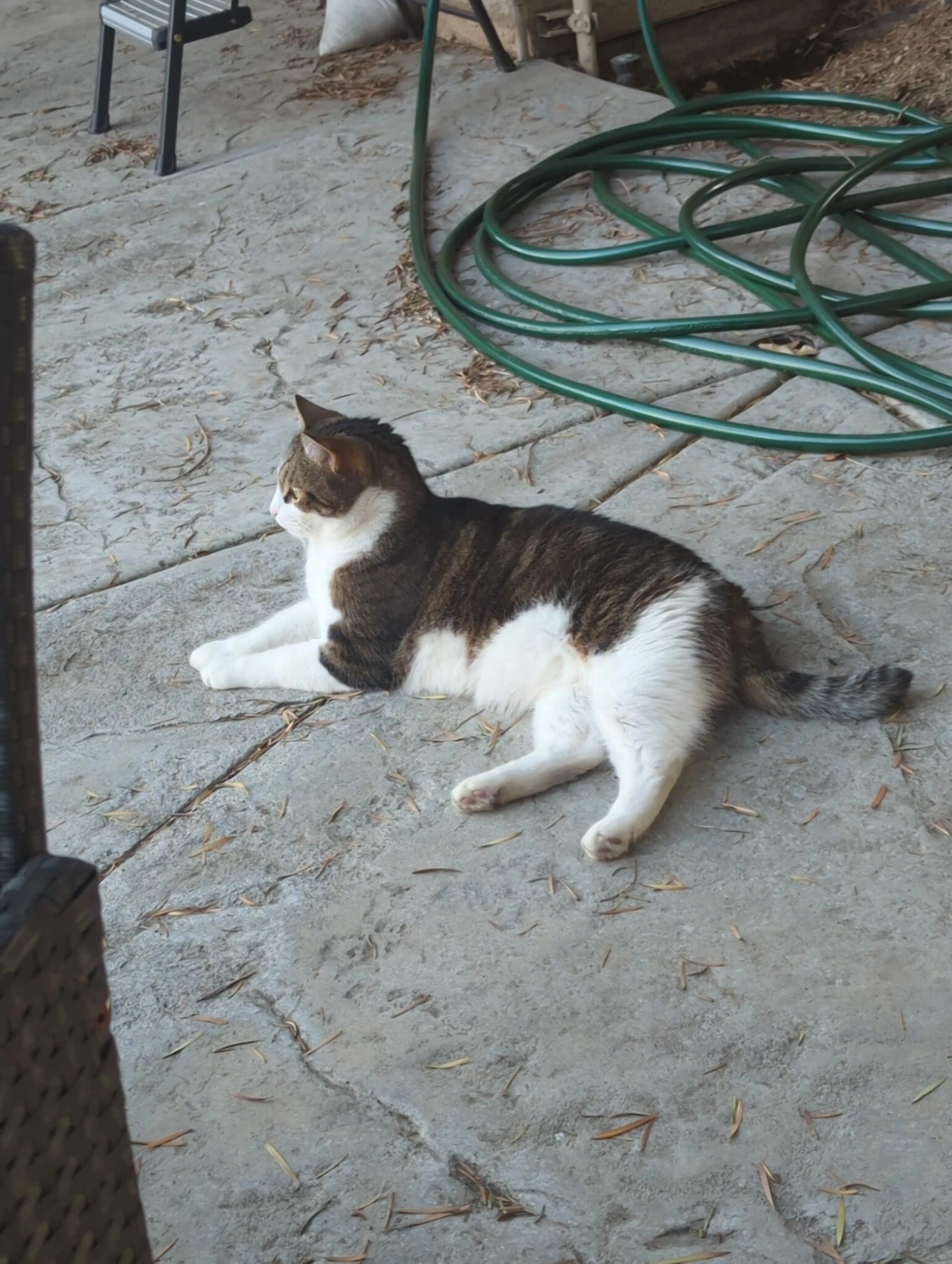 Lost pet