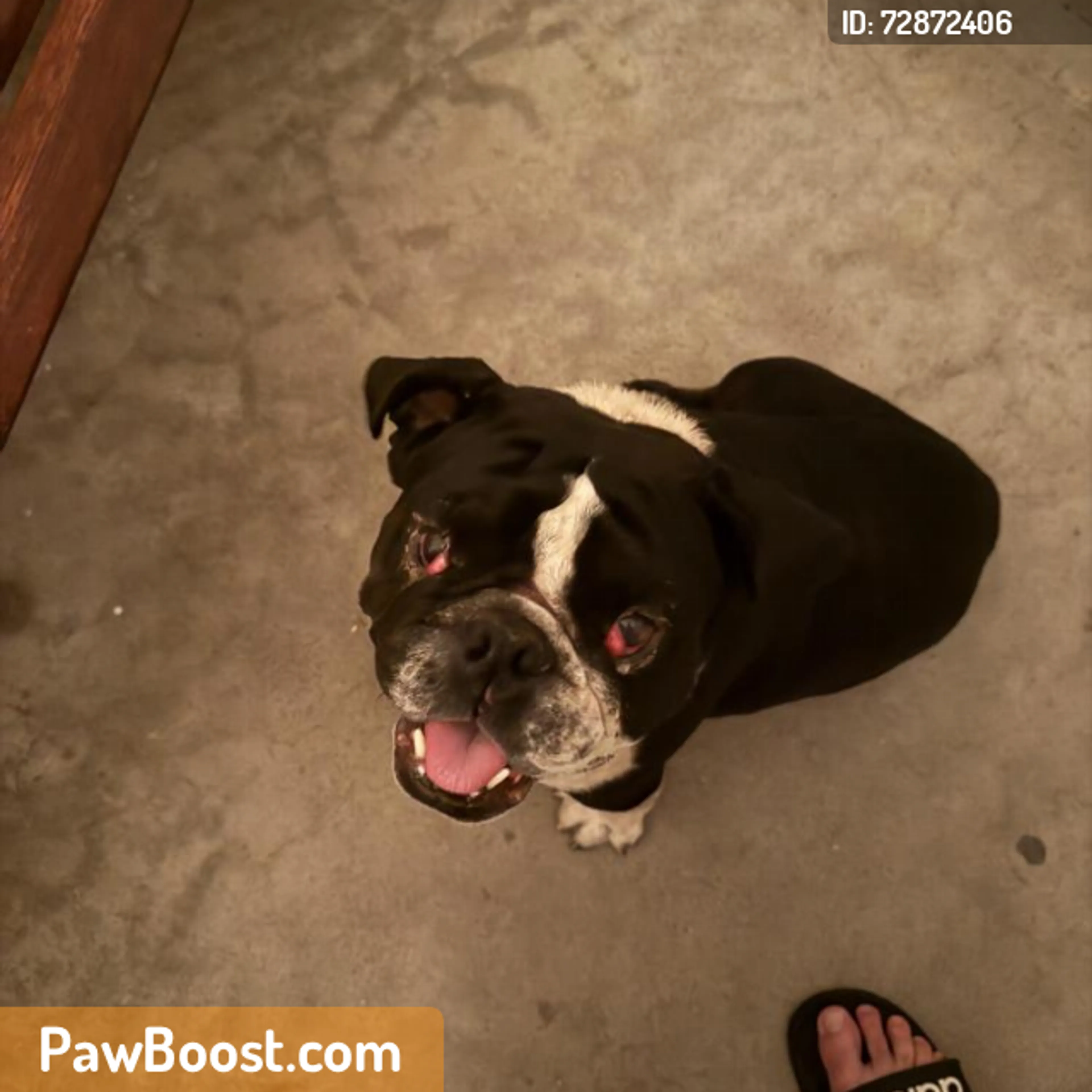 Found pet