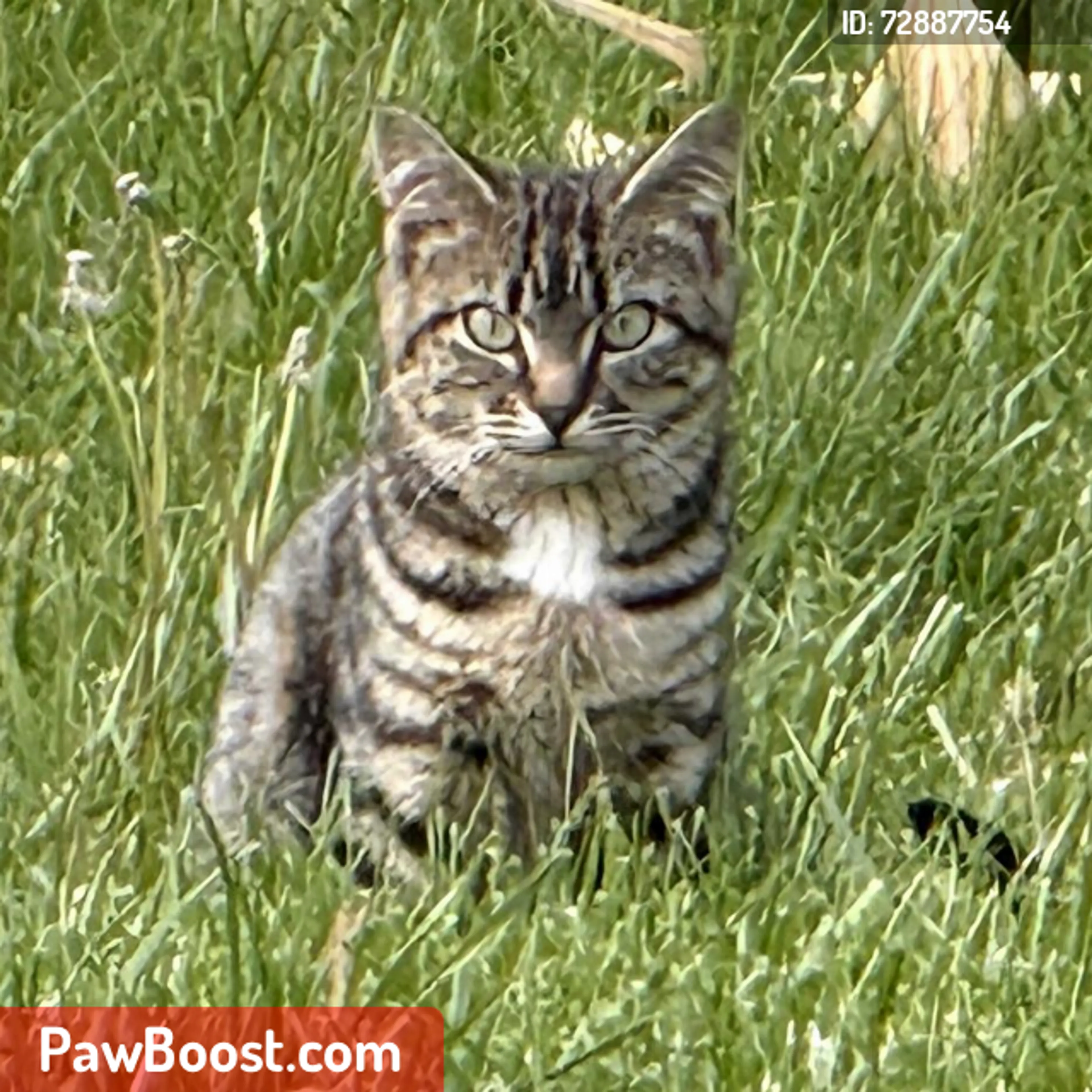 Lost pet