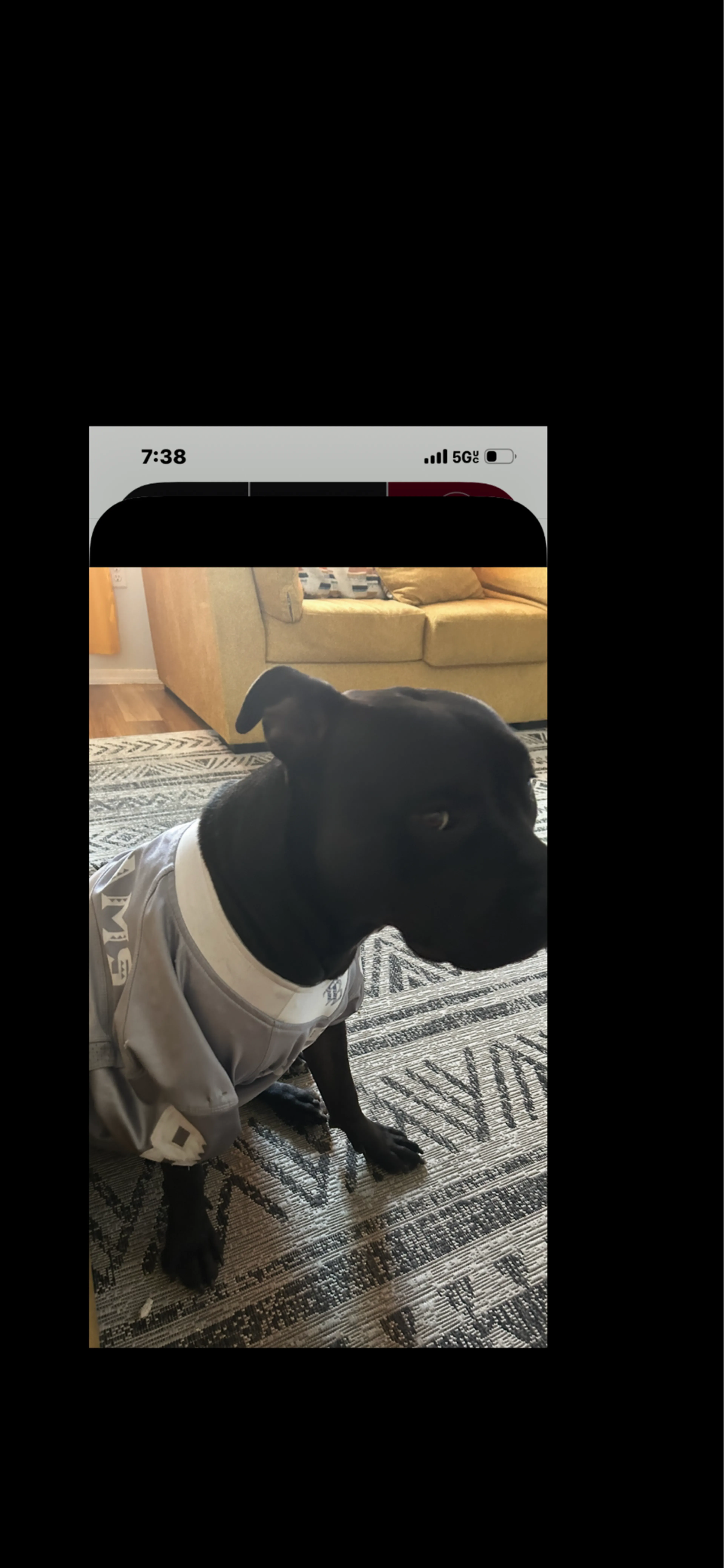 Lost pet