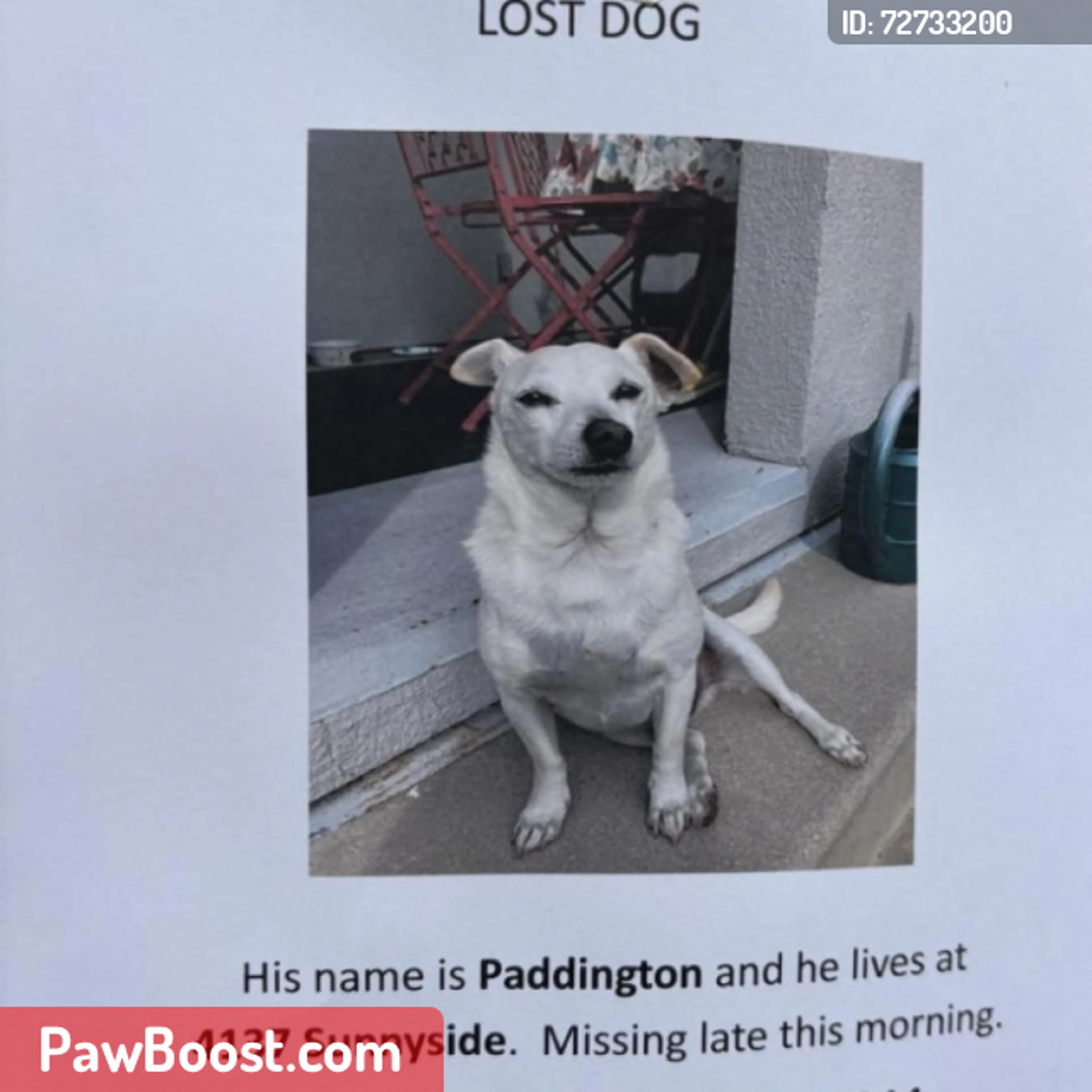 Lost pet