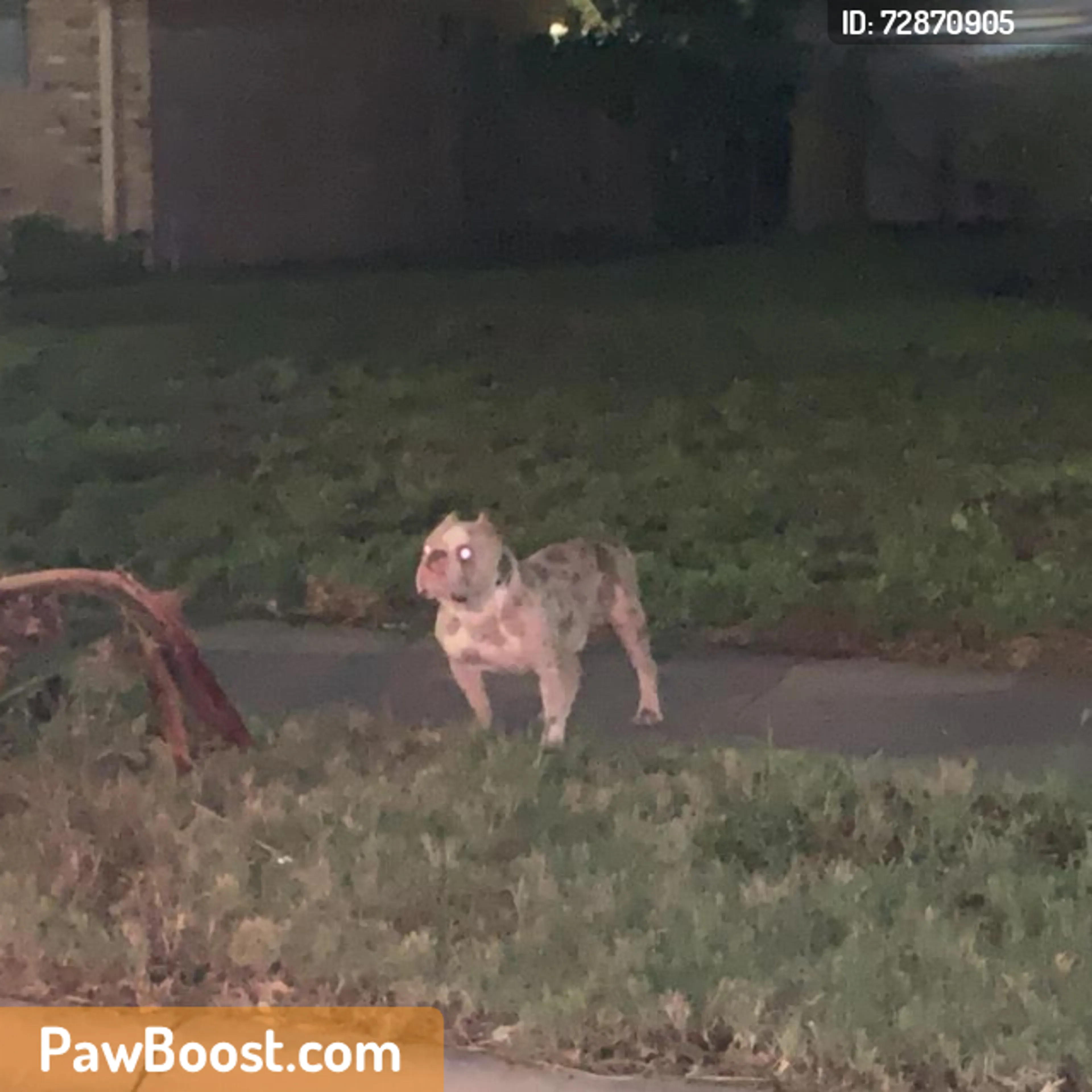 Found pet