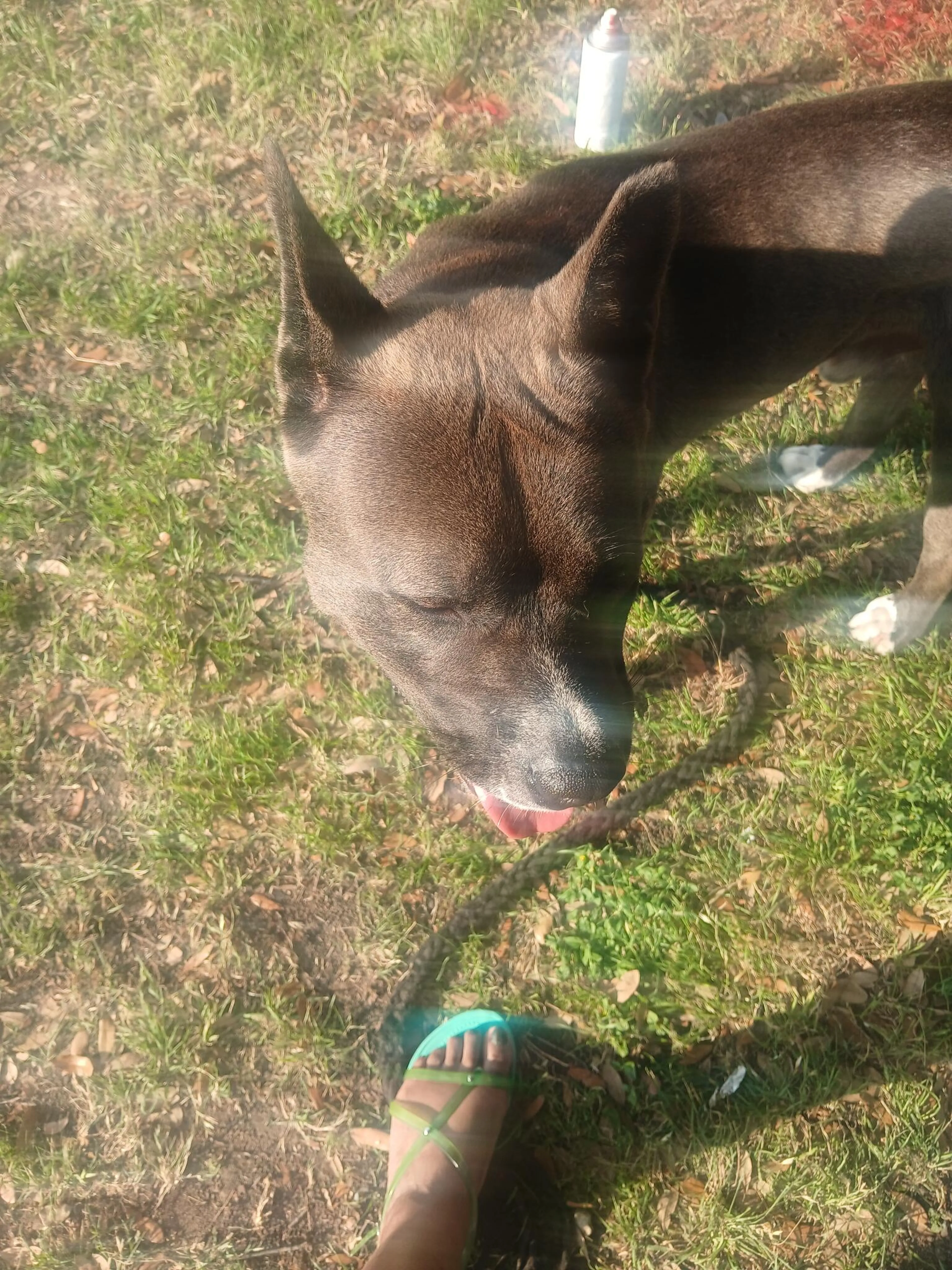 Lost pet