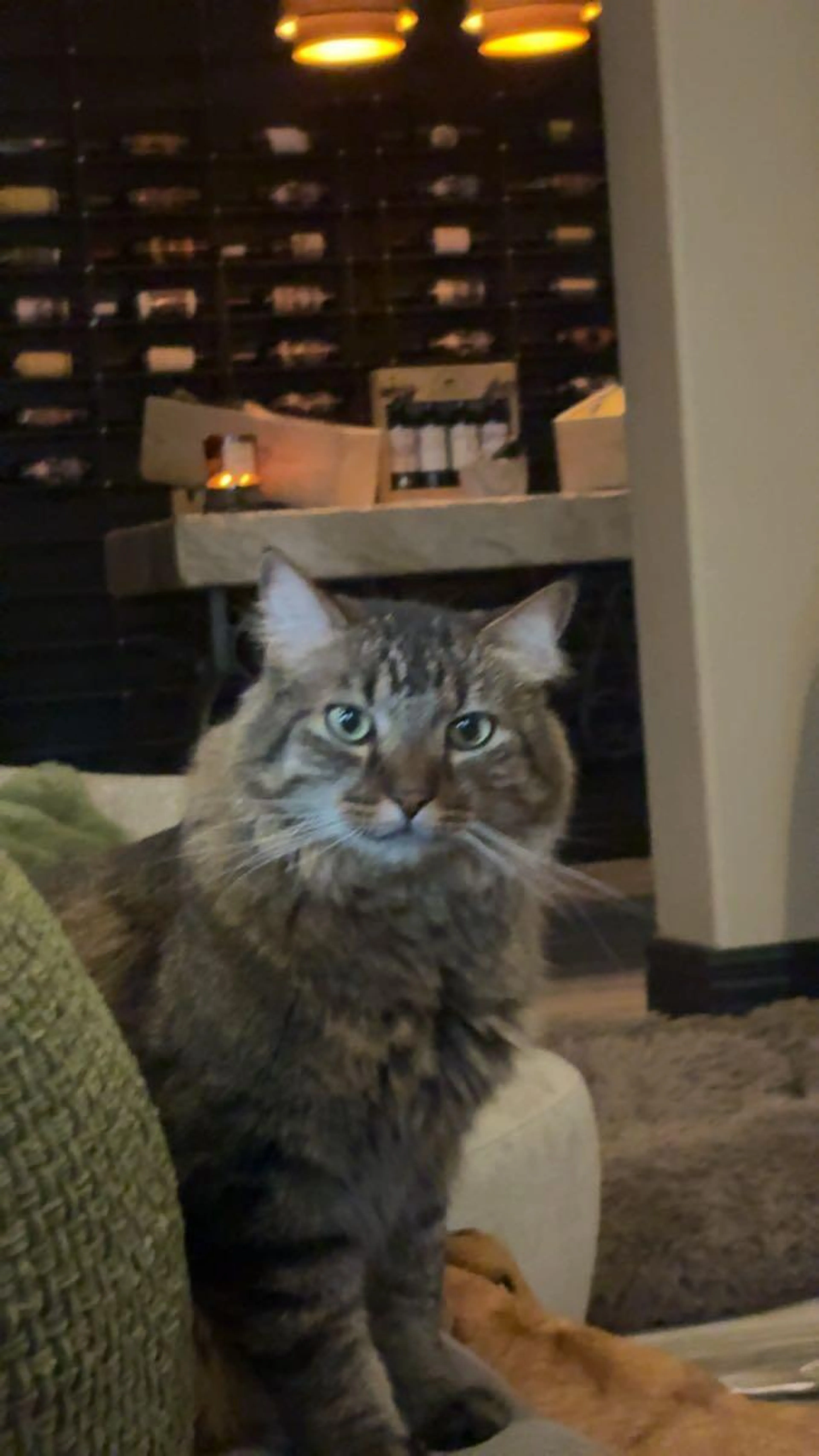 Lost pet