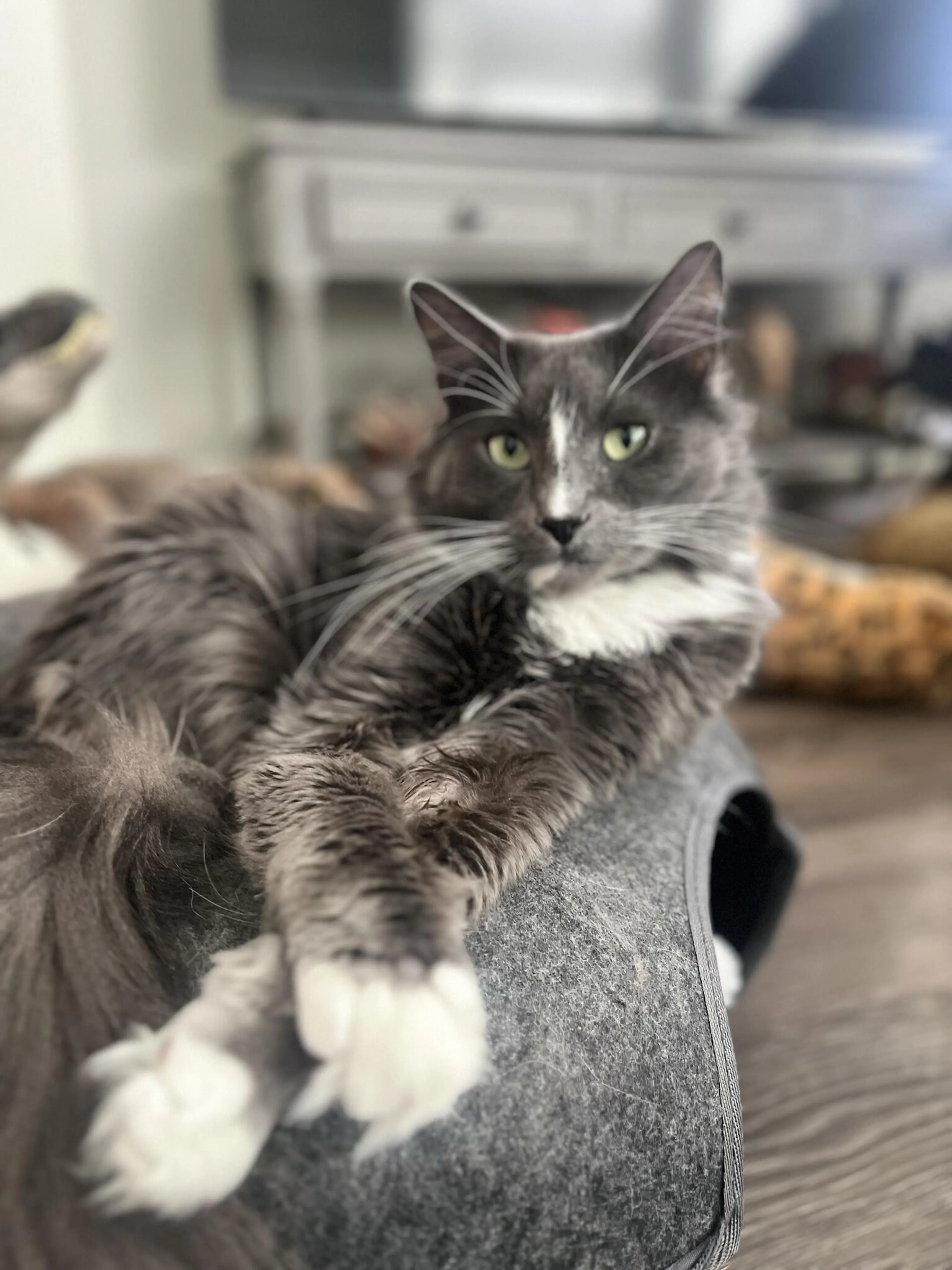 Lost pet