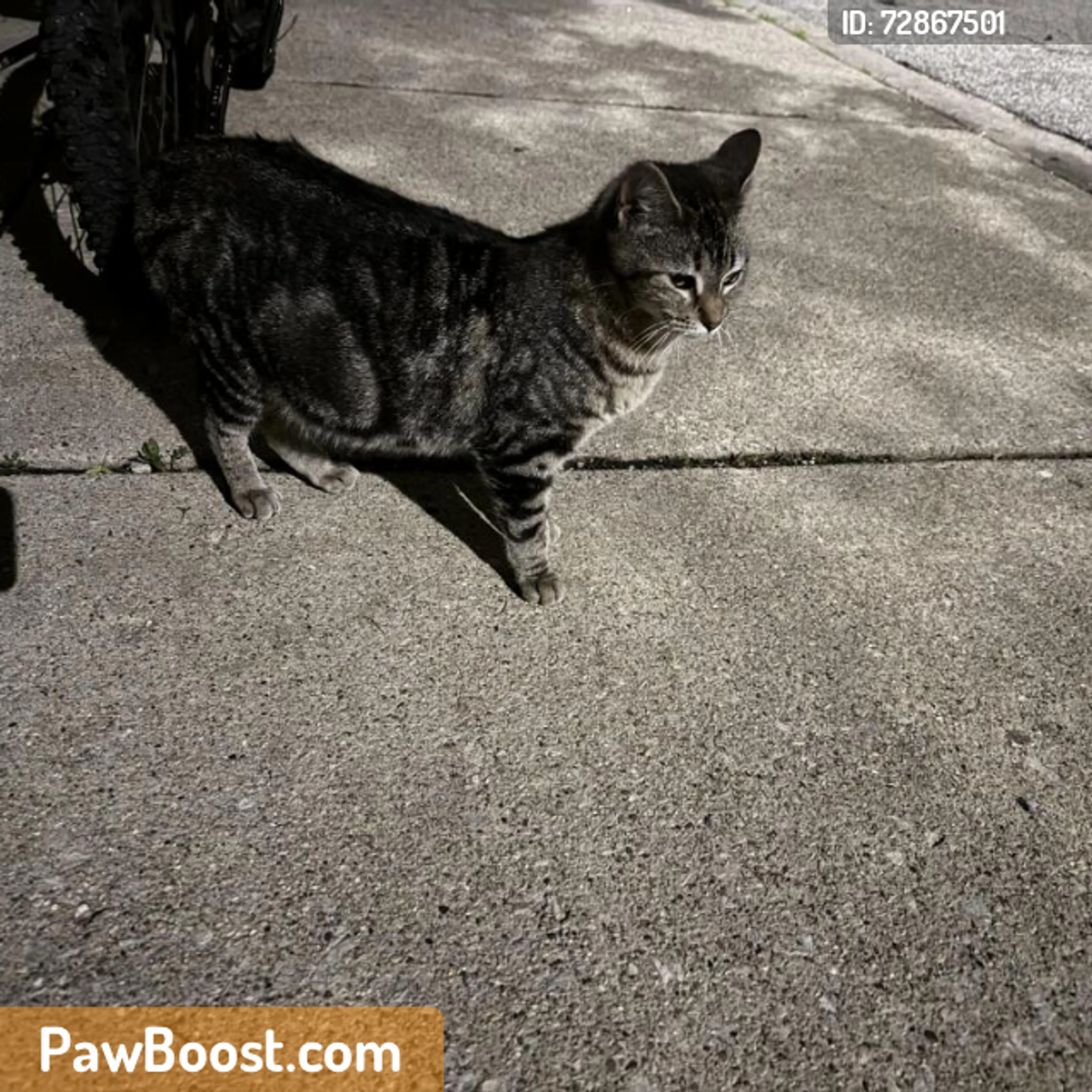Found pet