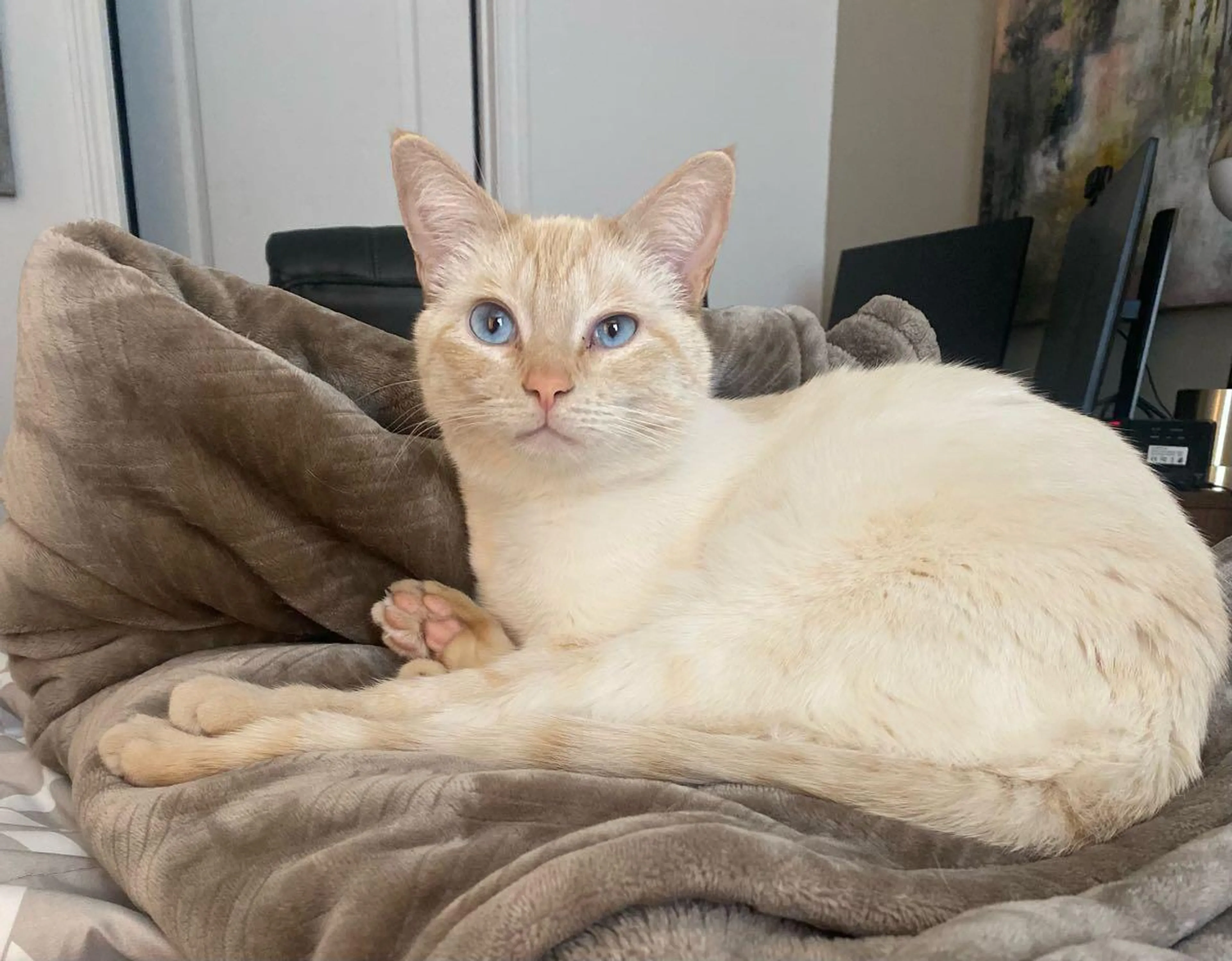Lost pet