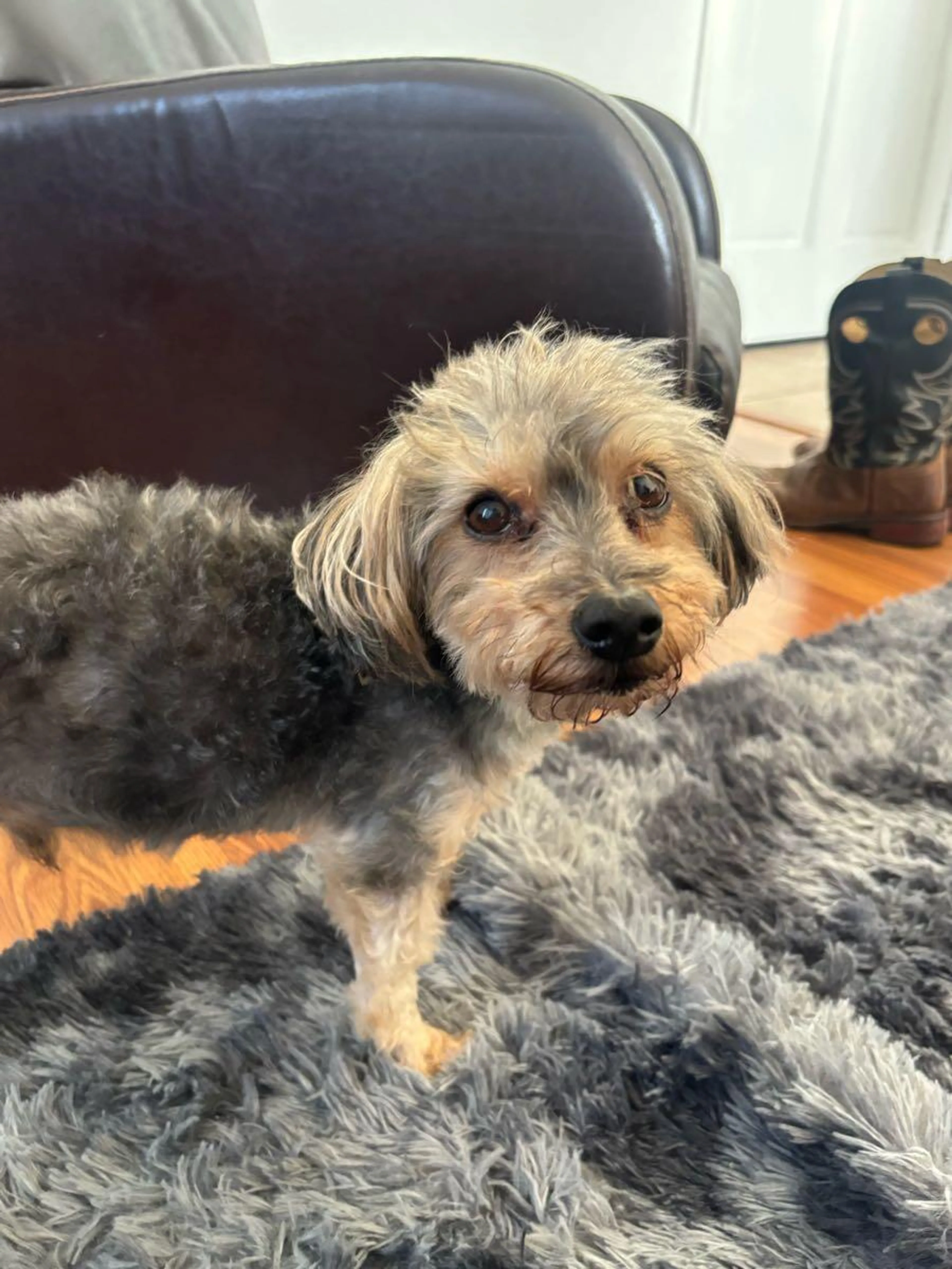 Found pet