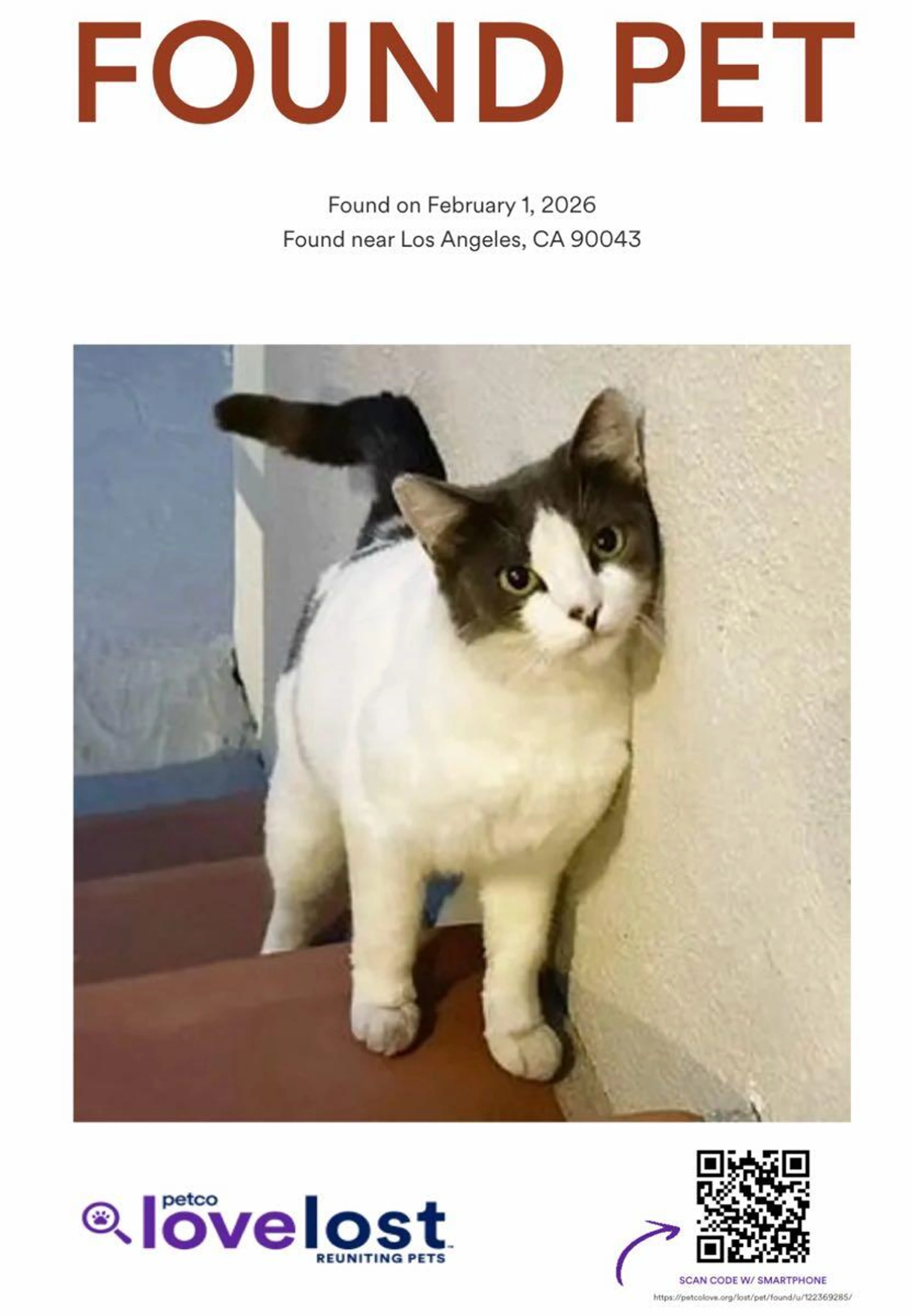 Found pet