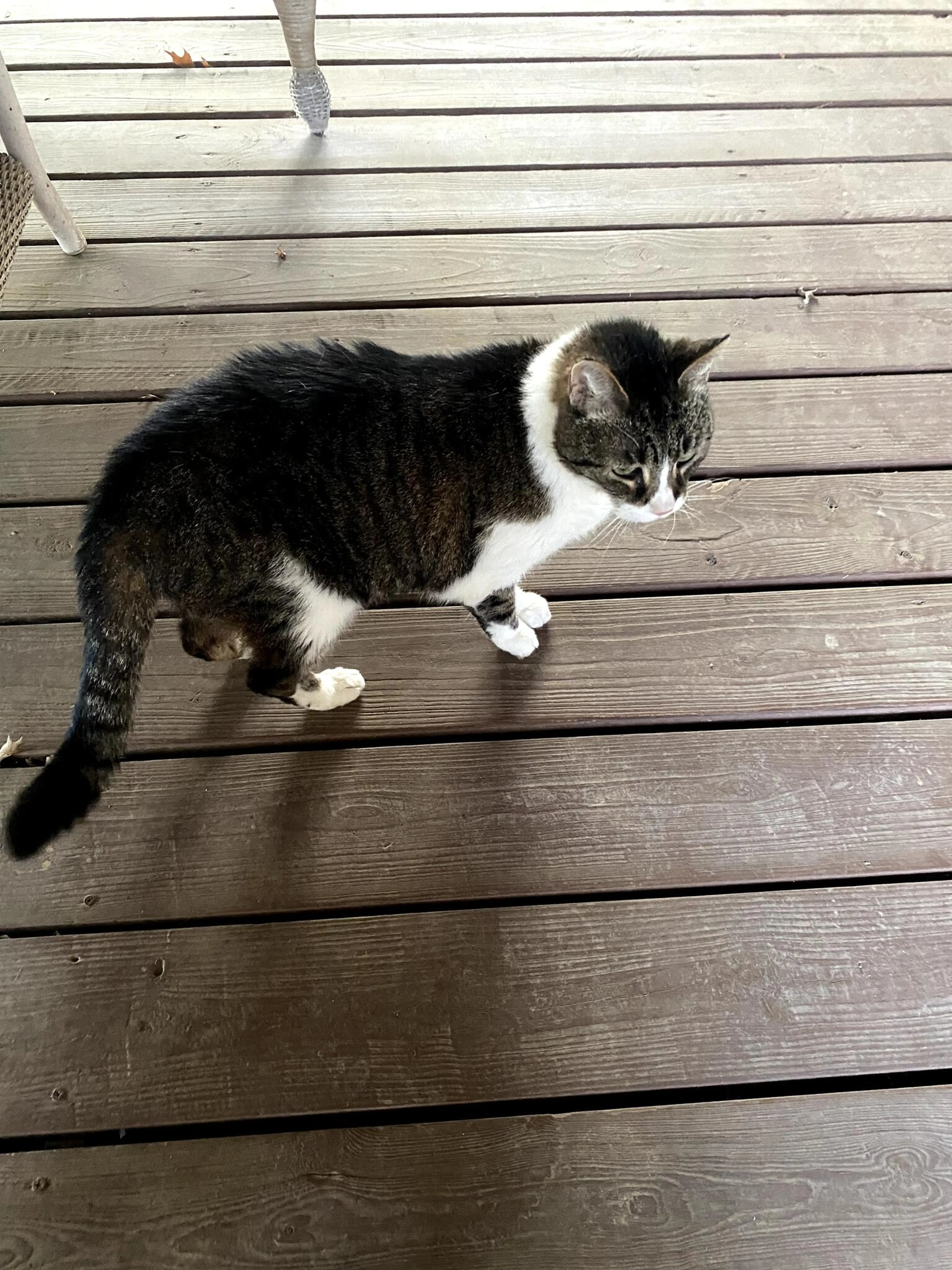 Found pet